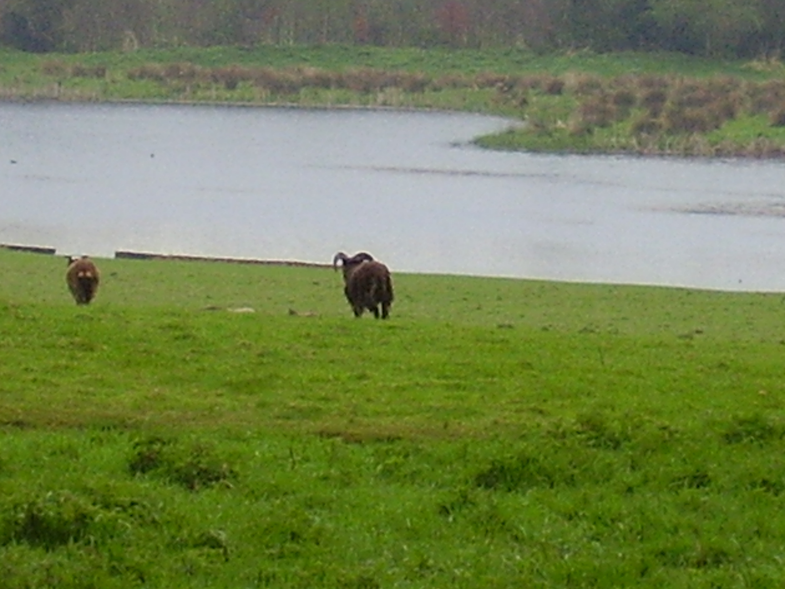 Image title 9
