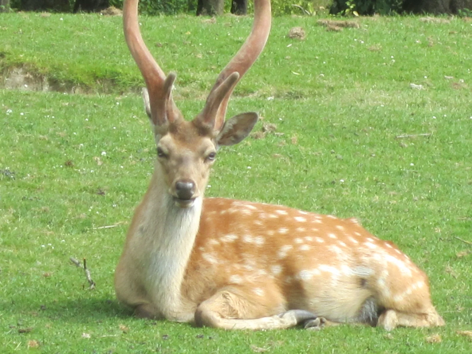 gateconvan2 (345).JPG