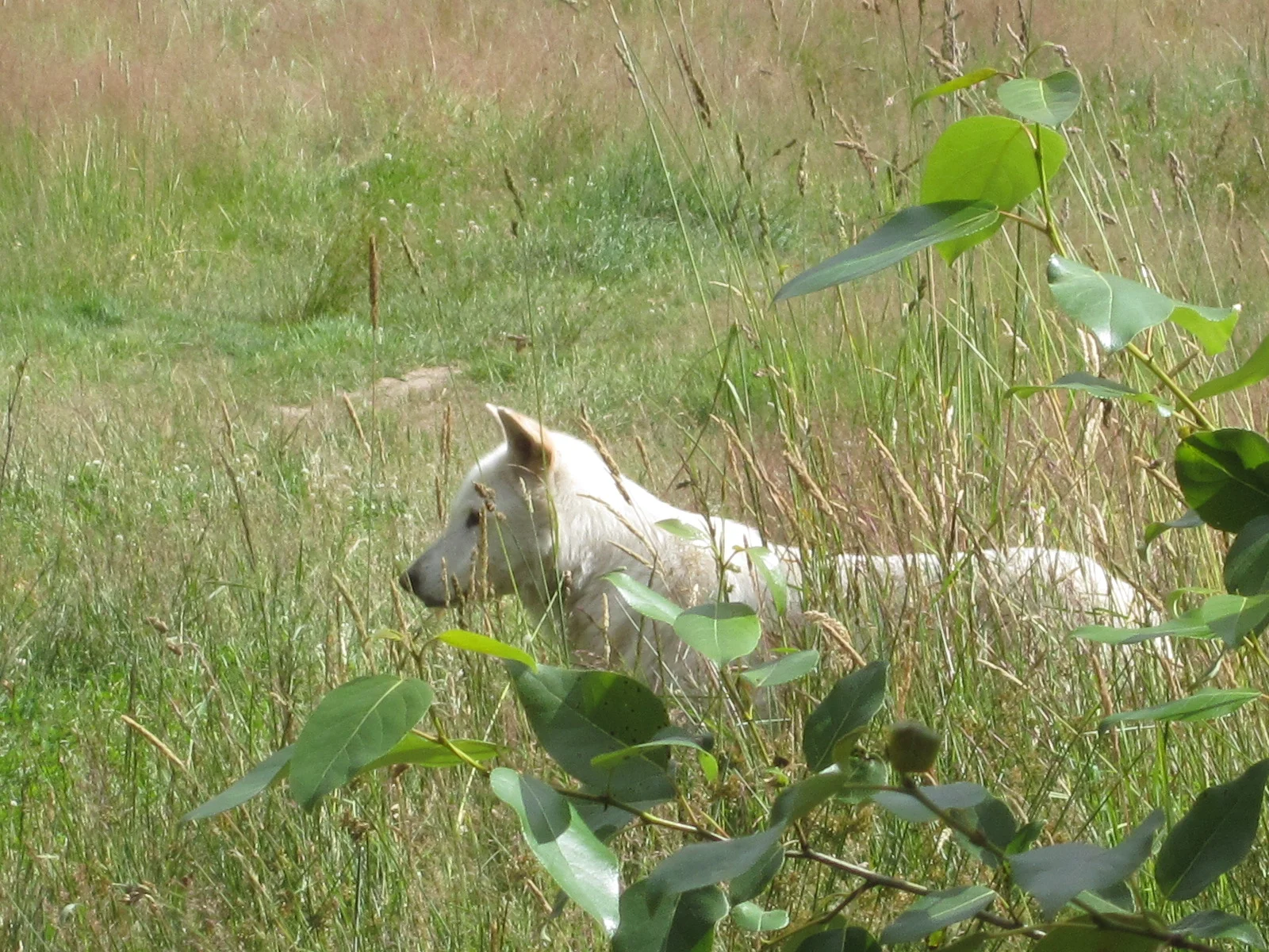 gateconvan2 (399).JPG