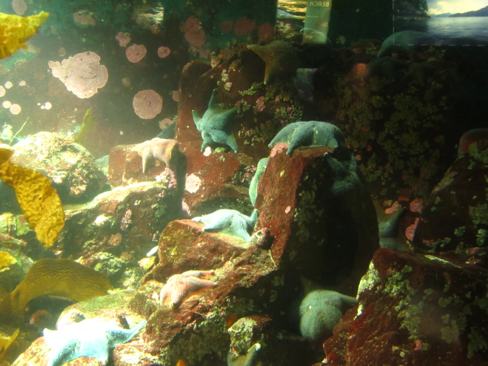 Image One Title - Aquarium 