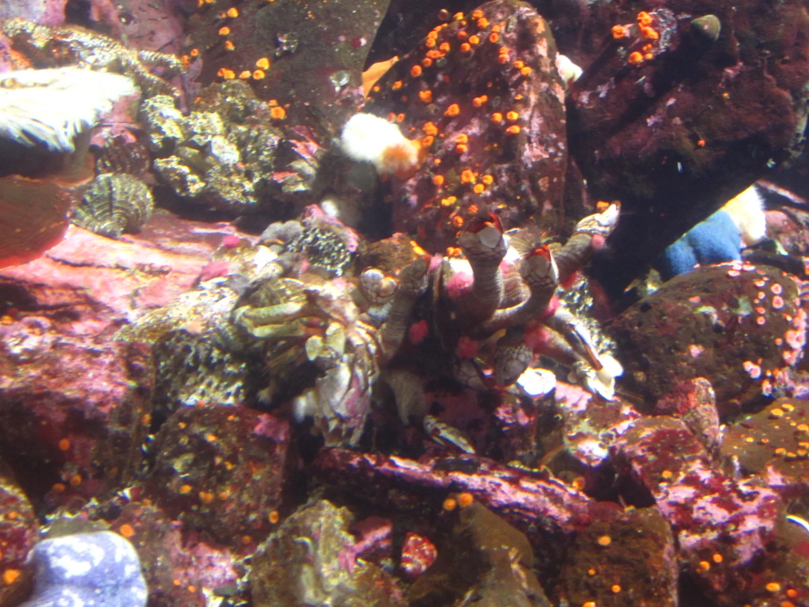 Image Two Title - Aquarium