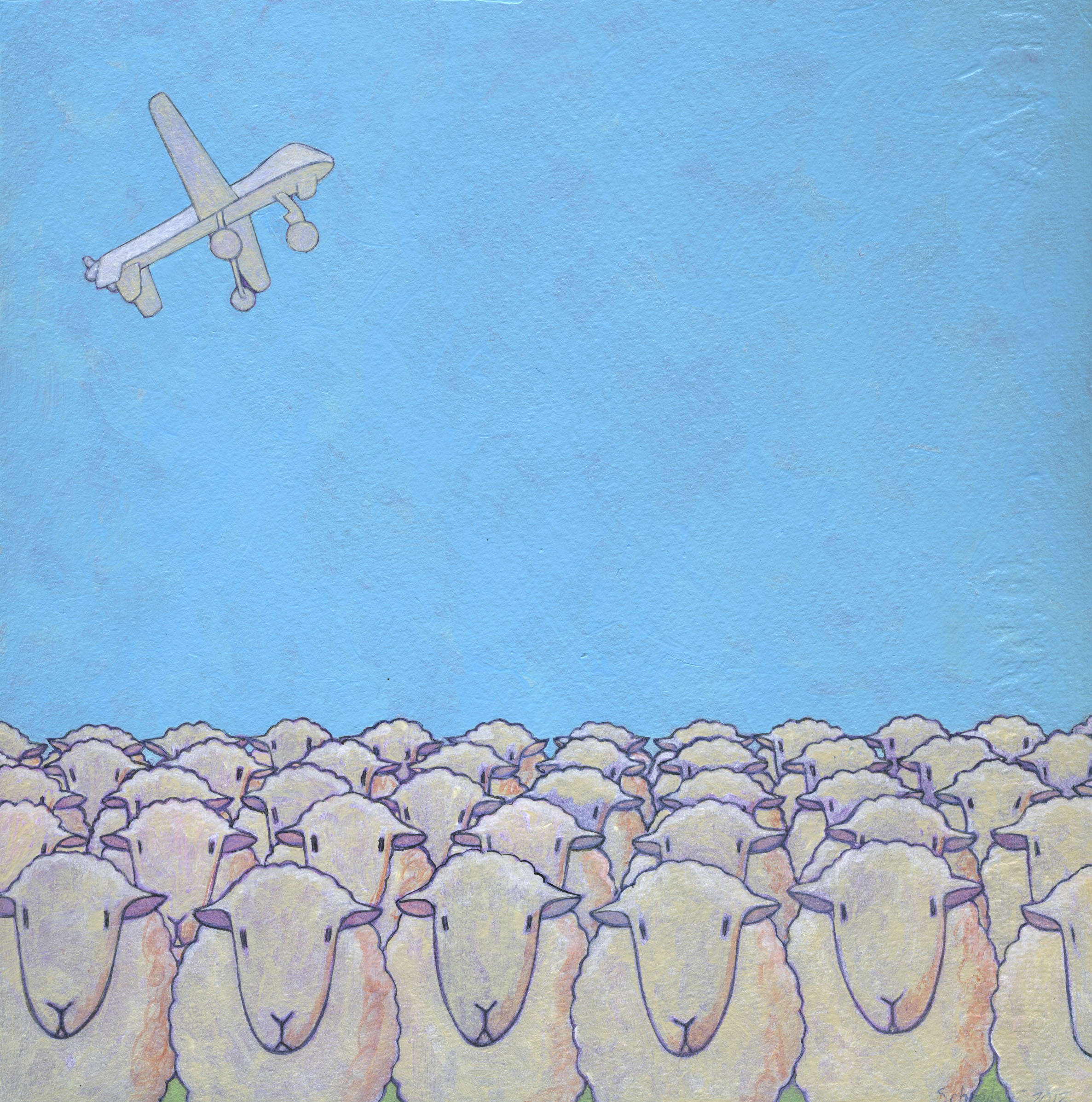   sheep in  