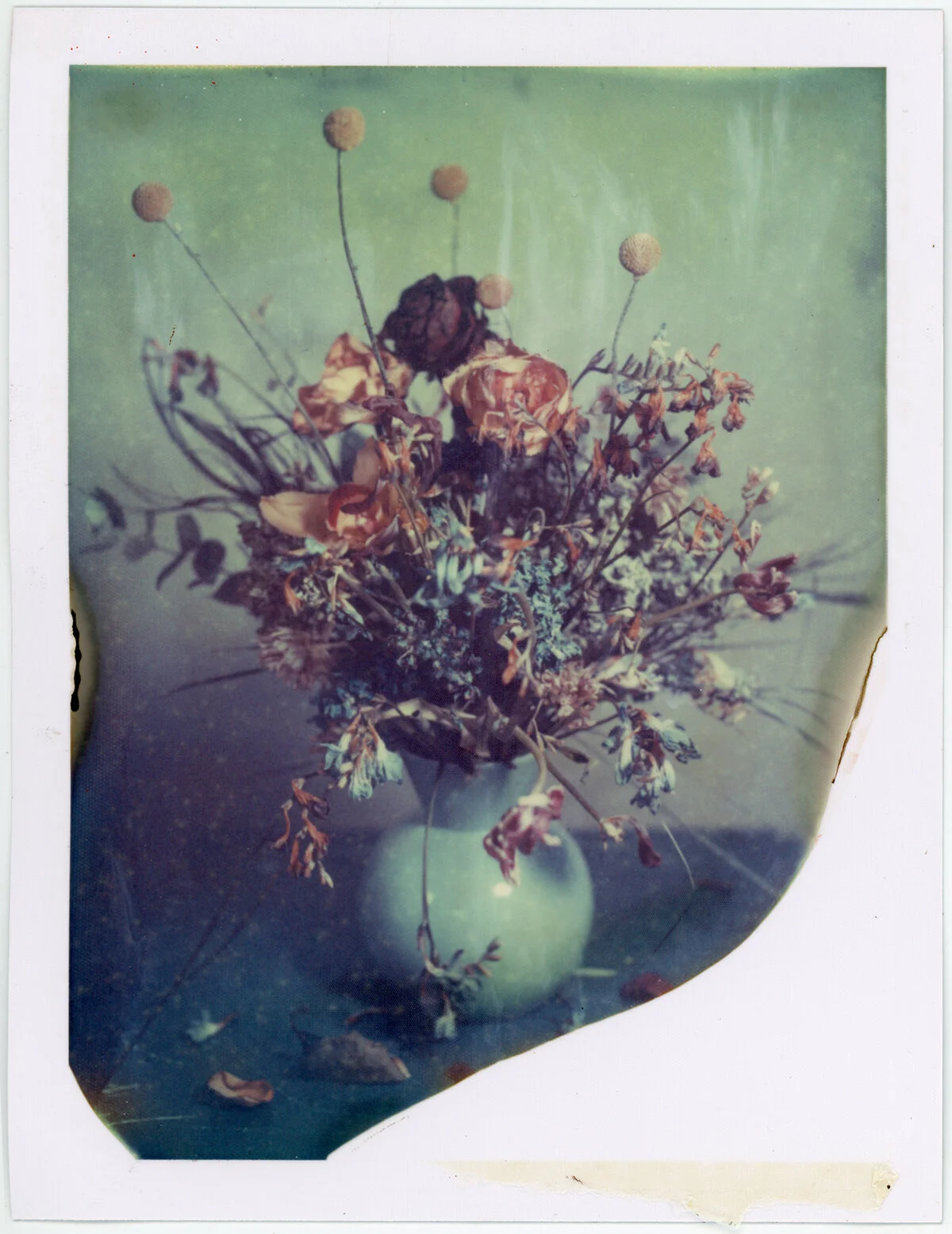 flowers007a.jpg