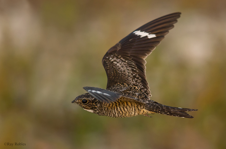 Antillean Nighthawk