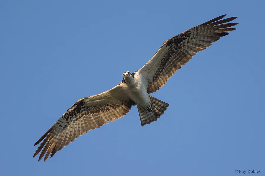 Osprey