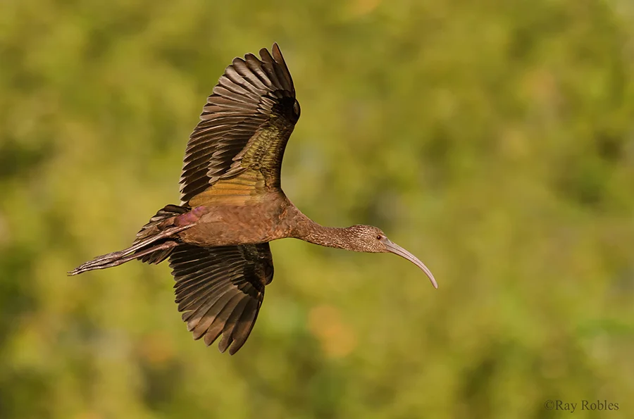 Glossy Ibis