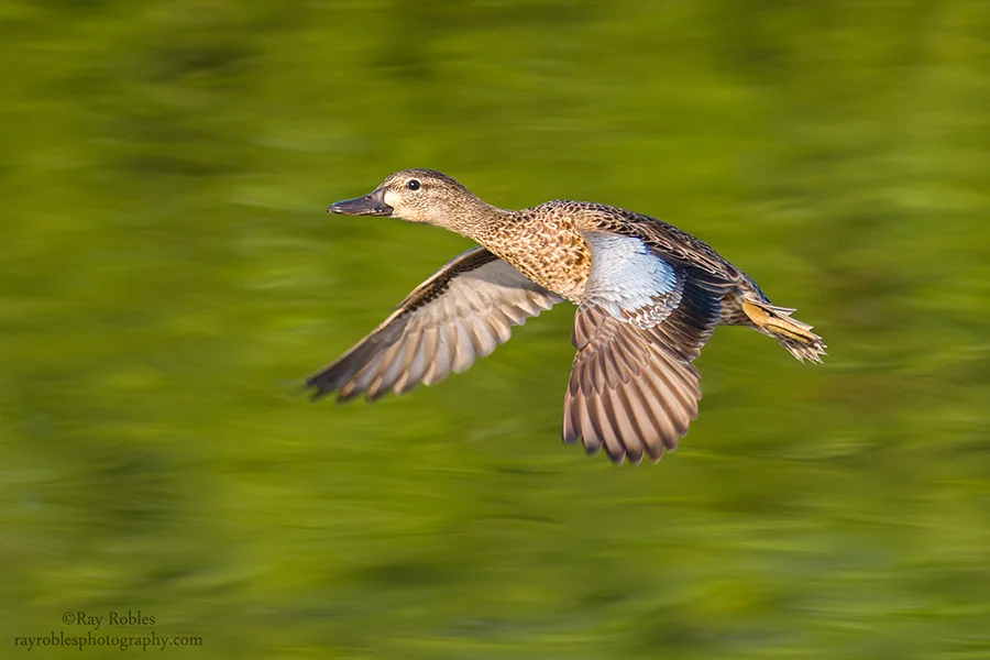 Blue-winged Teal