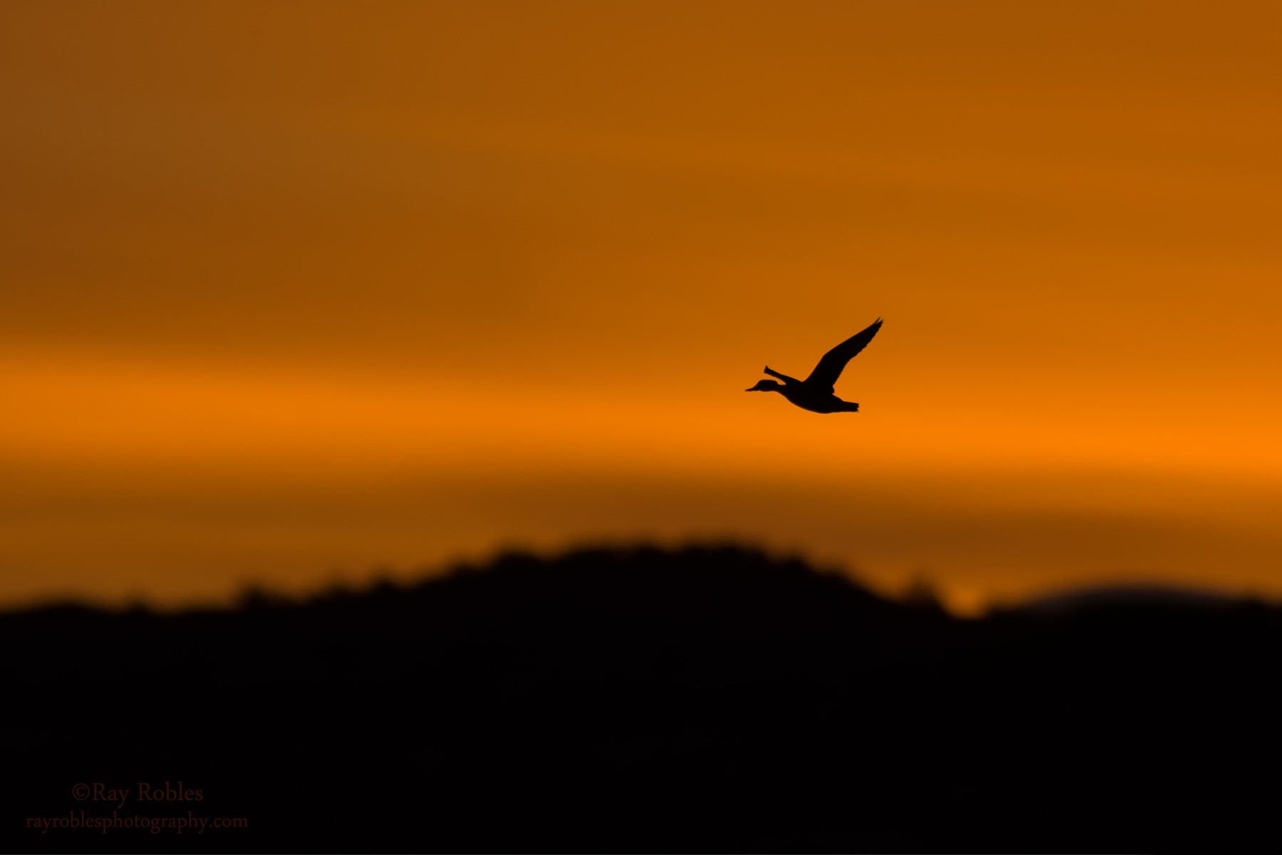Northern Pintail