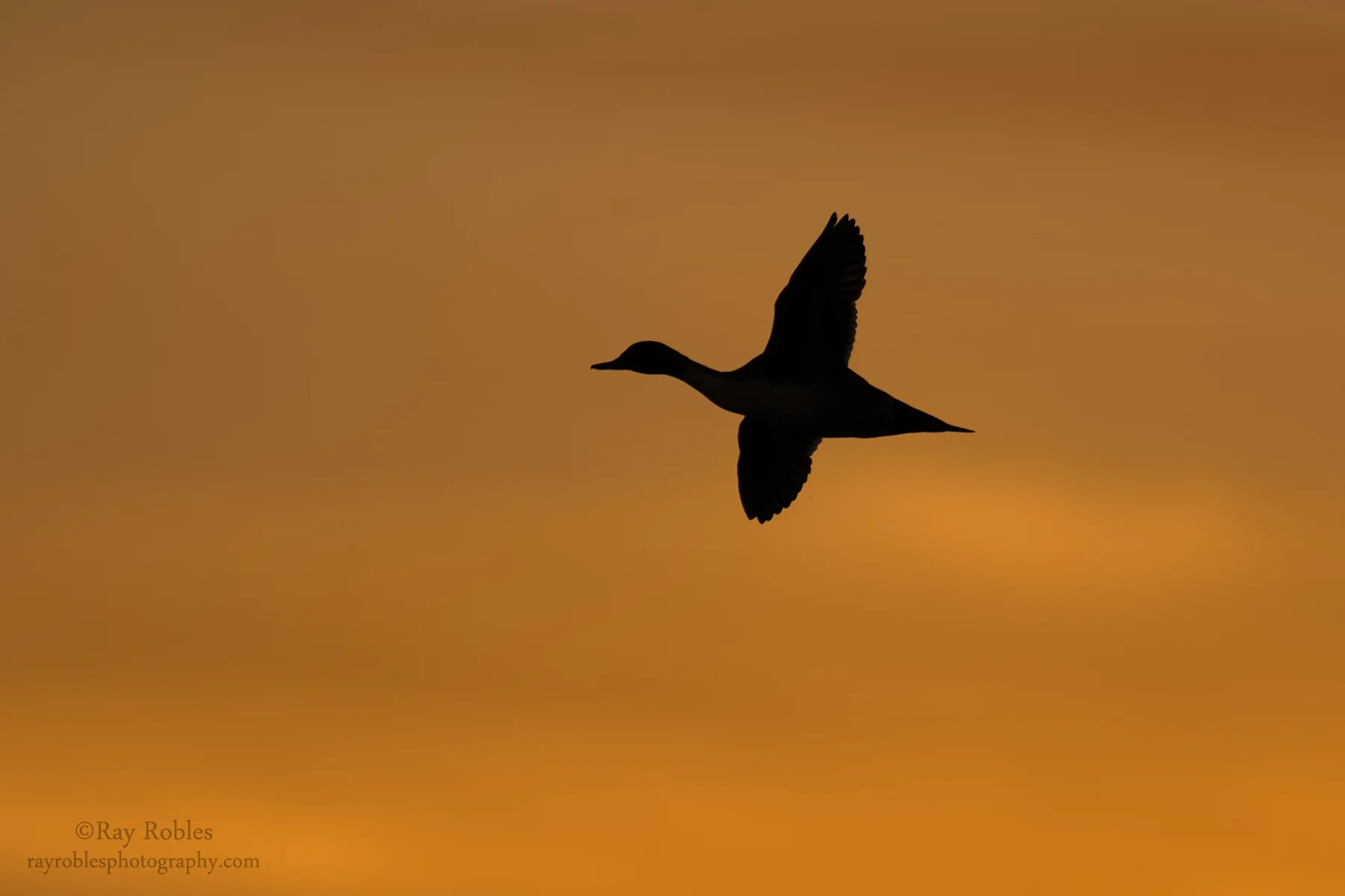 Northern Pintail