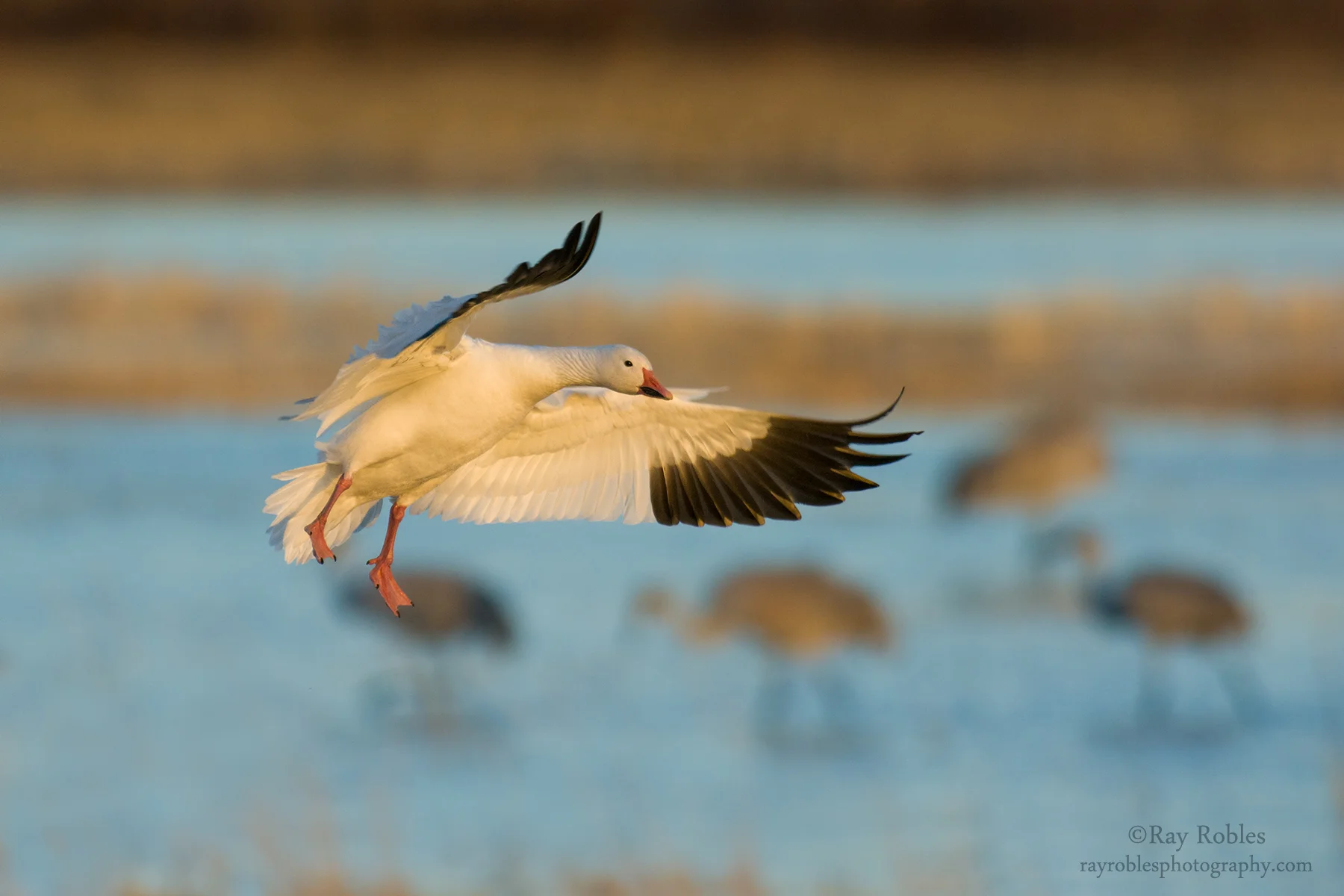 Snow Goose