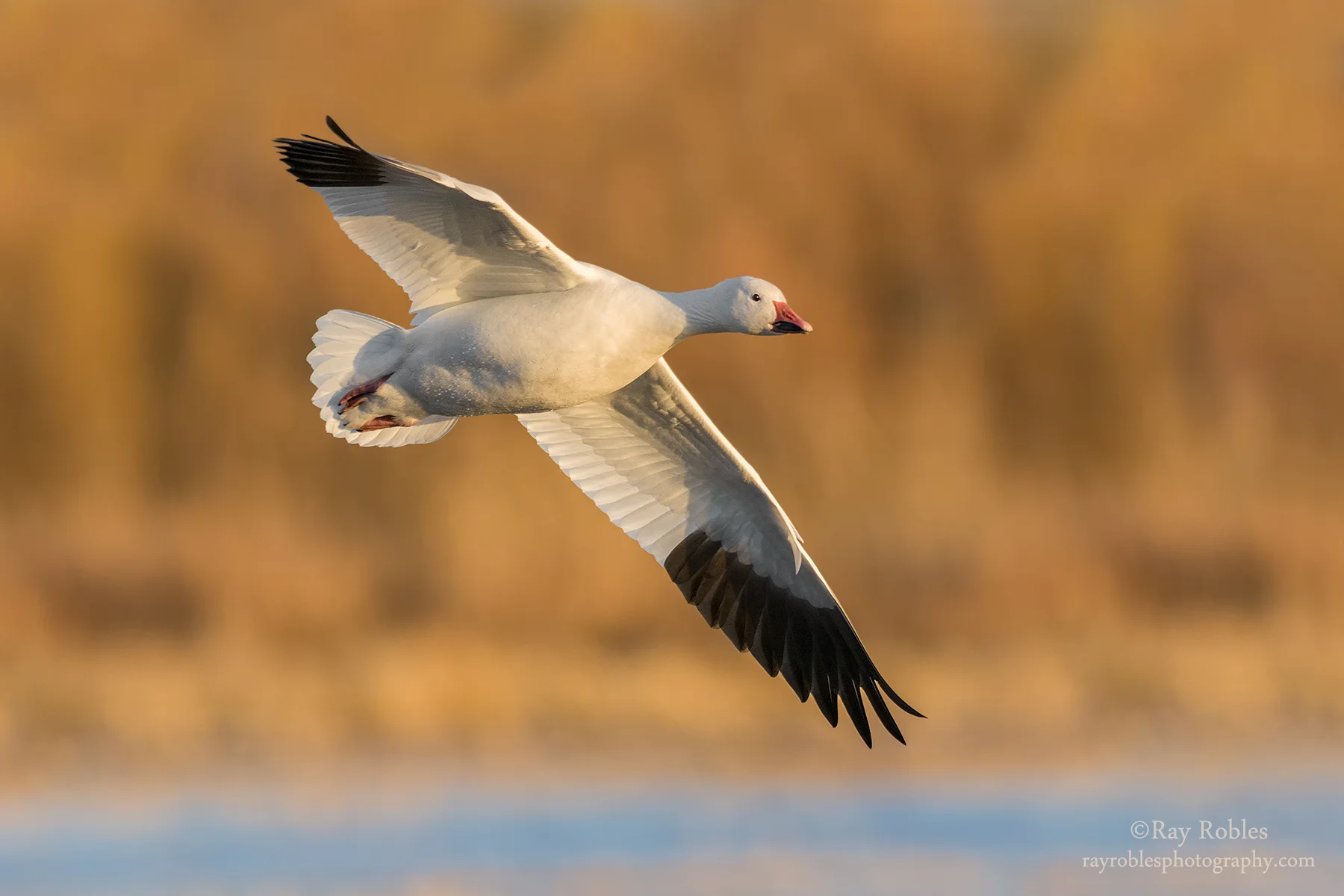 Snow Goose