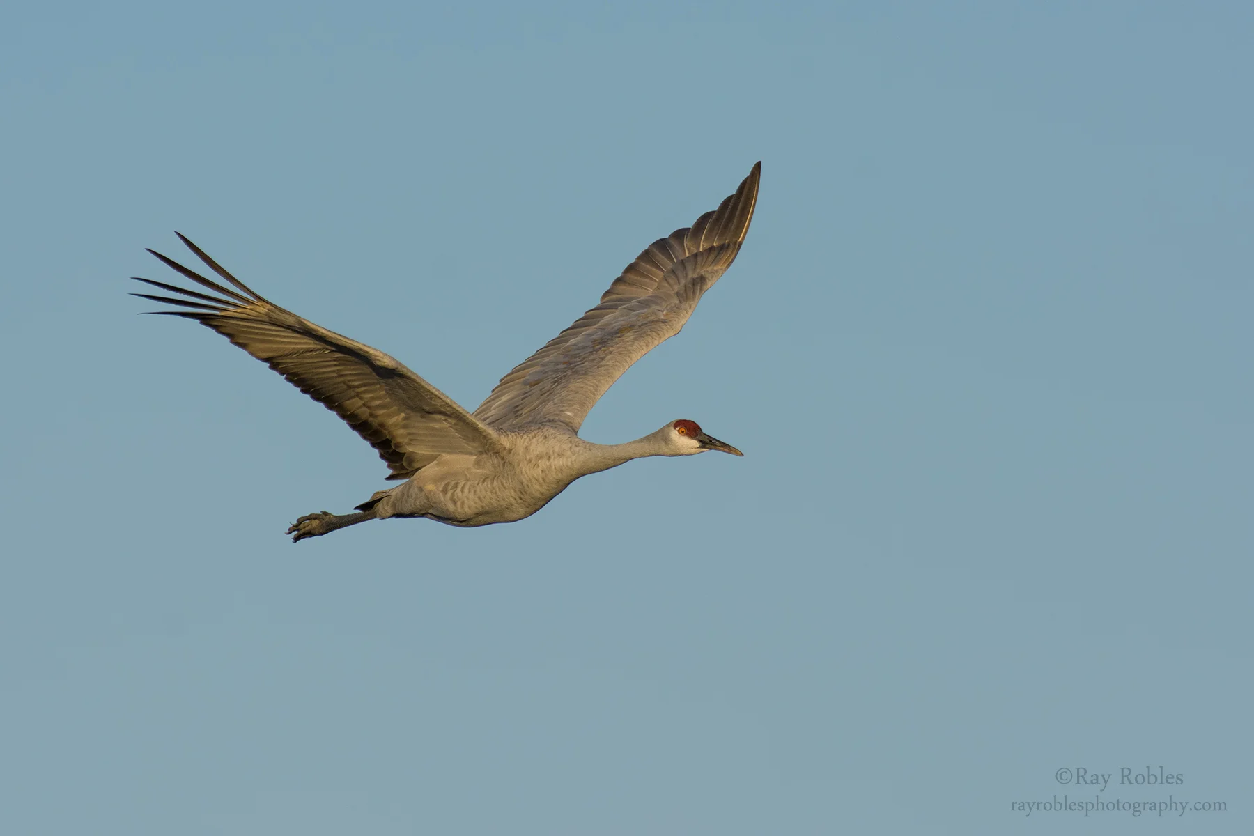Sandhill Crane