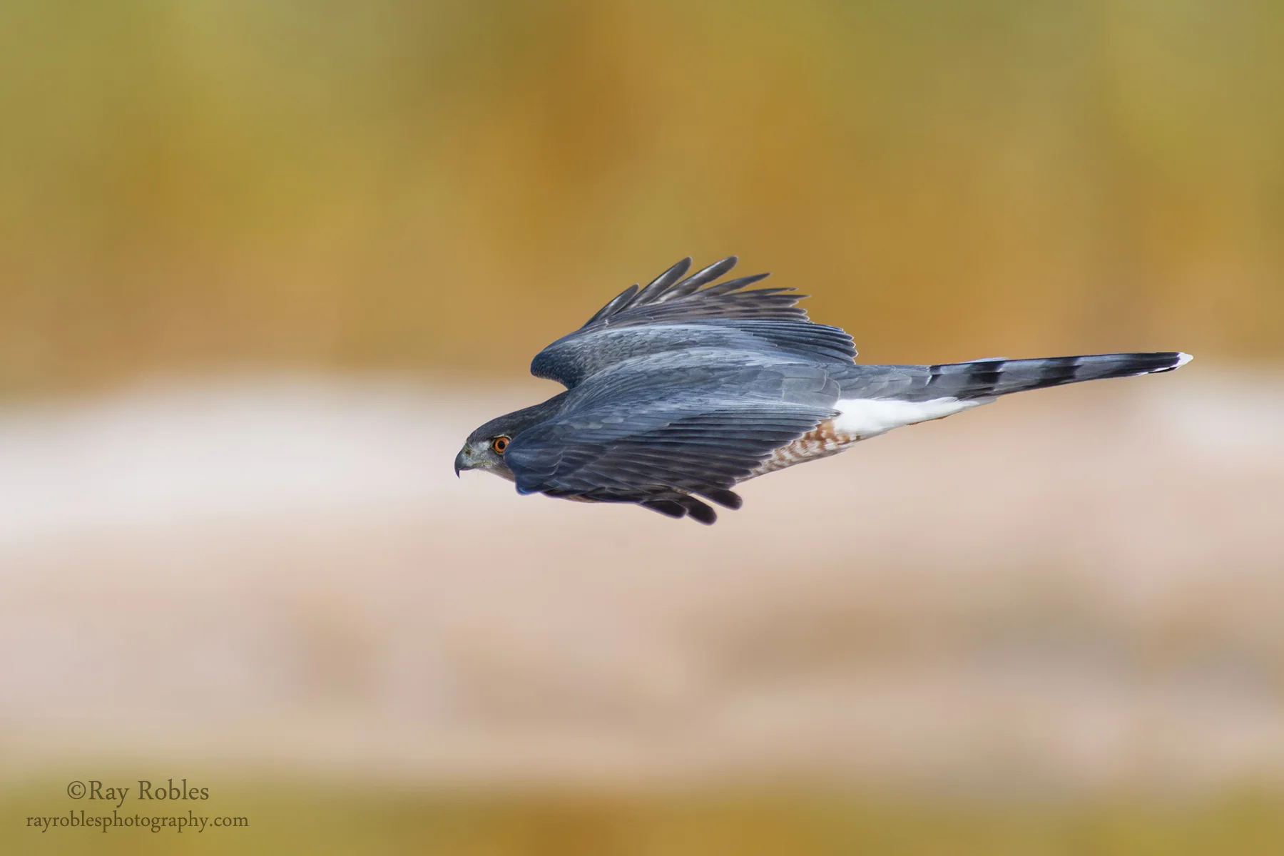 Coopers Hawk