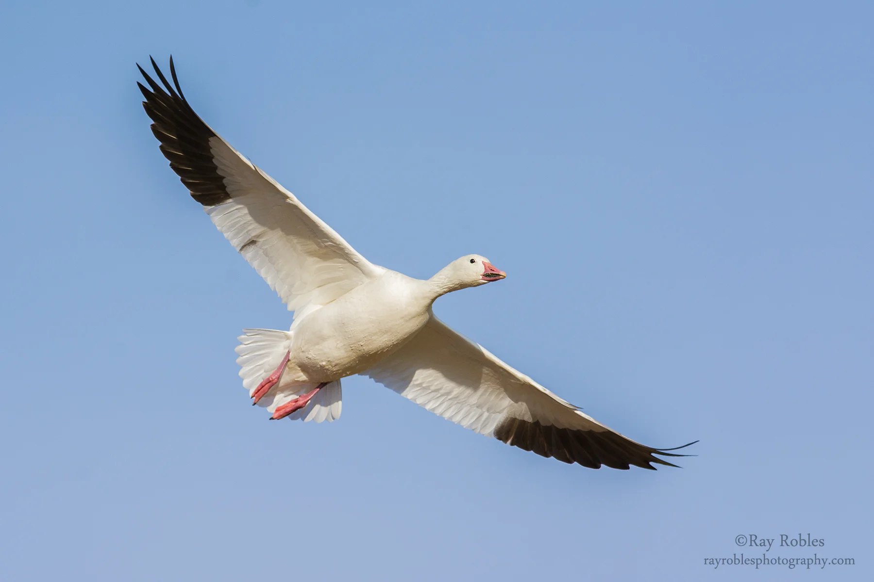 Snow Goose