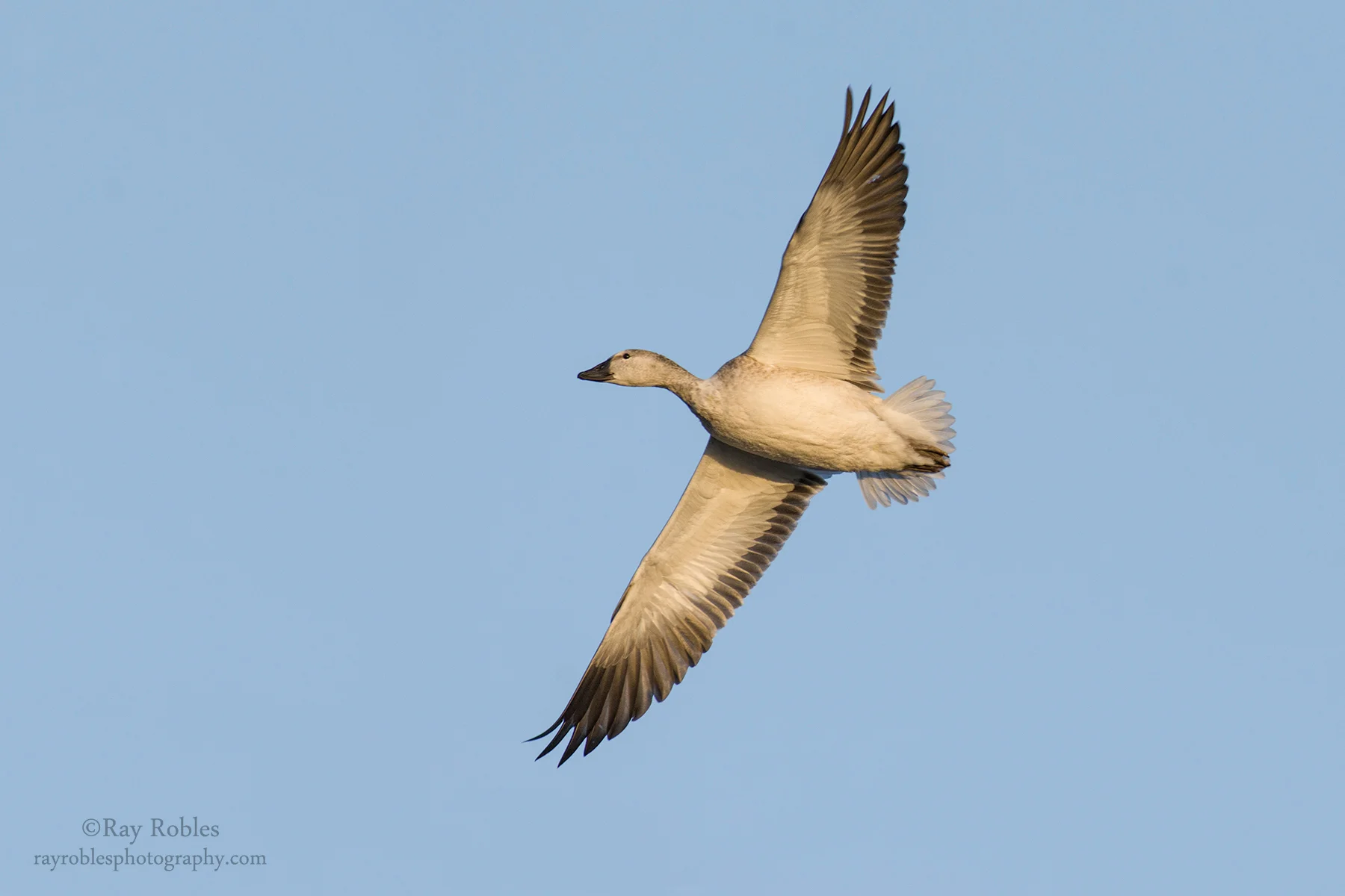Snow Goose