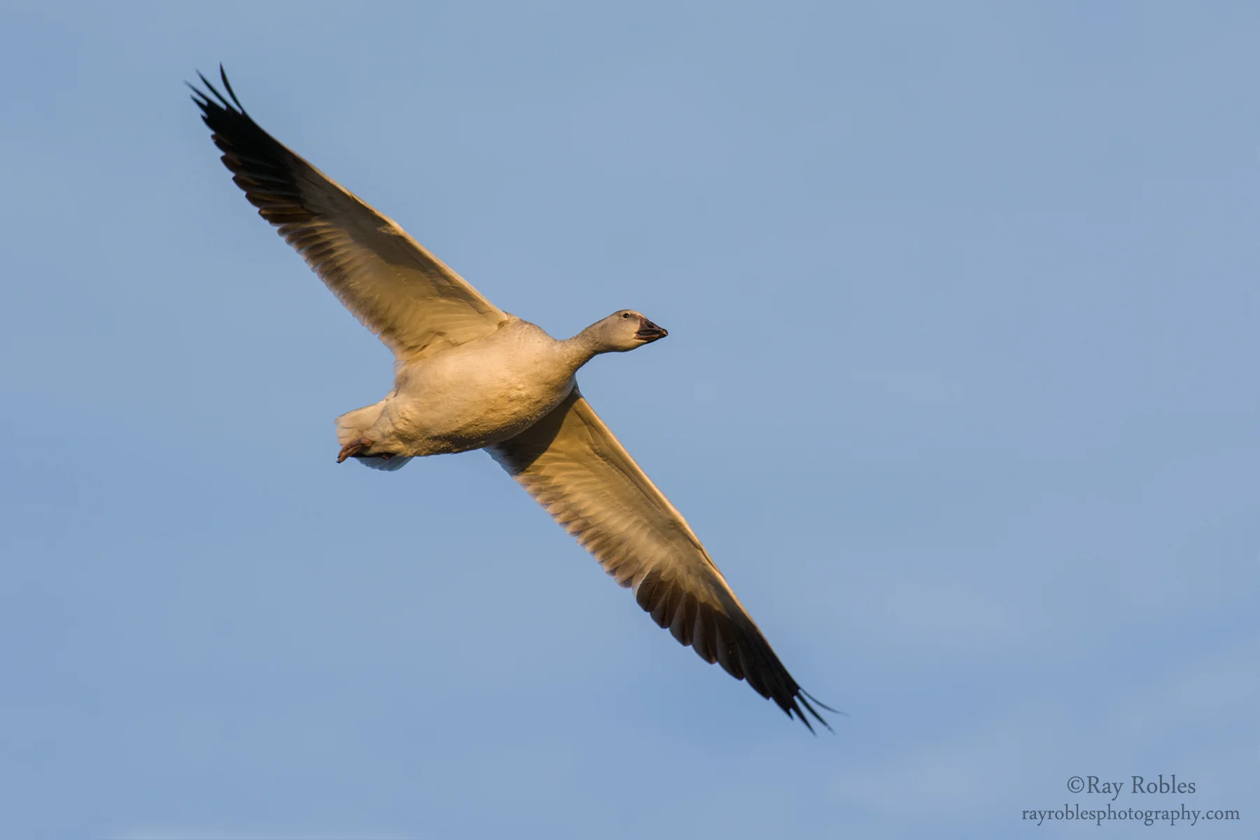 Snow Goose