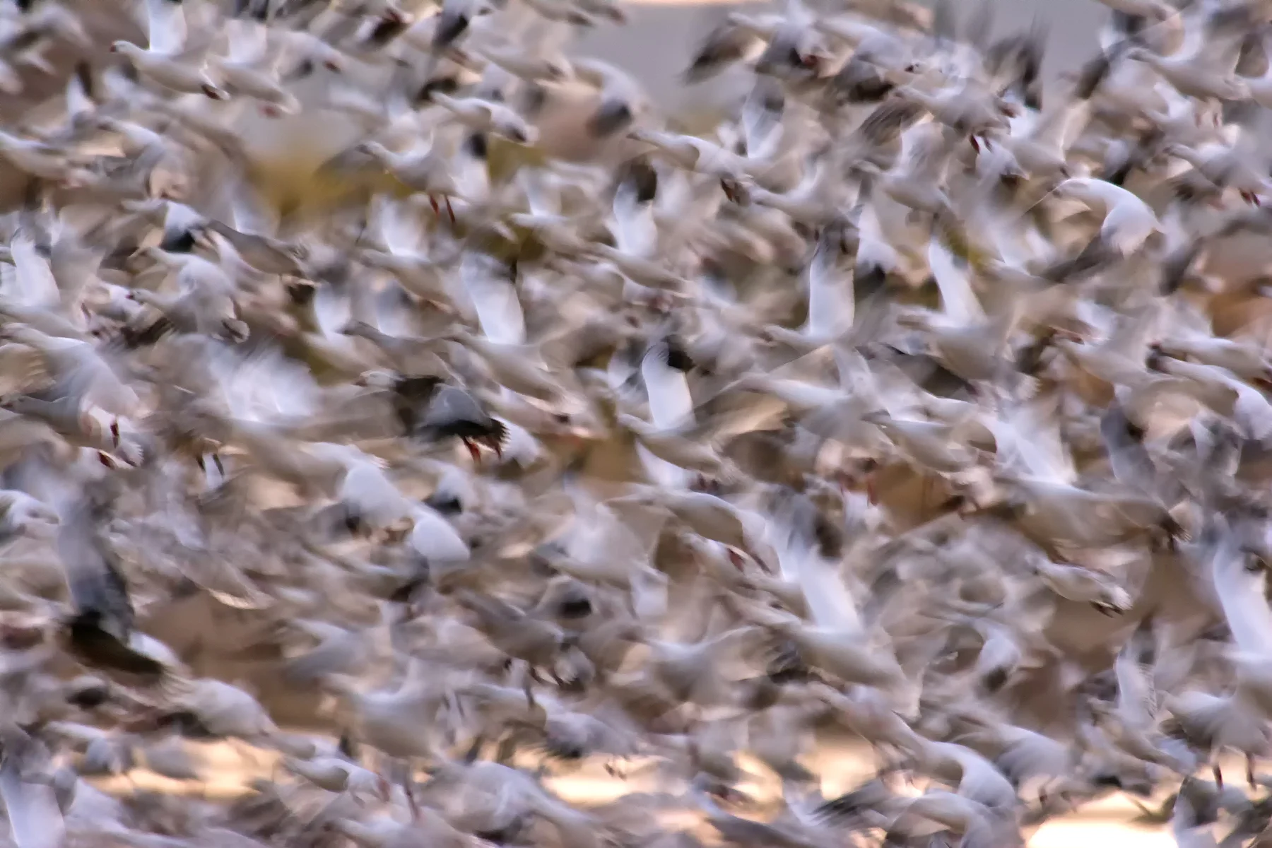 Snow Goose