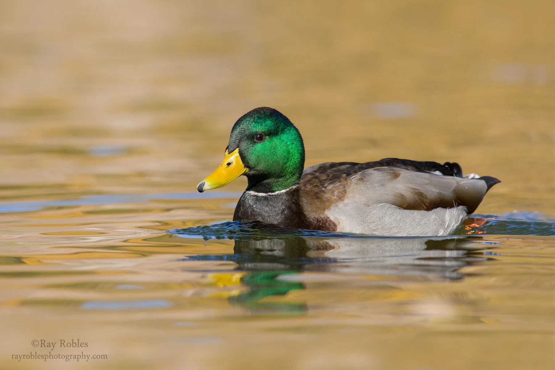 Mallard