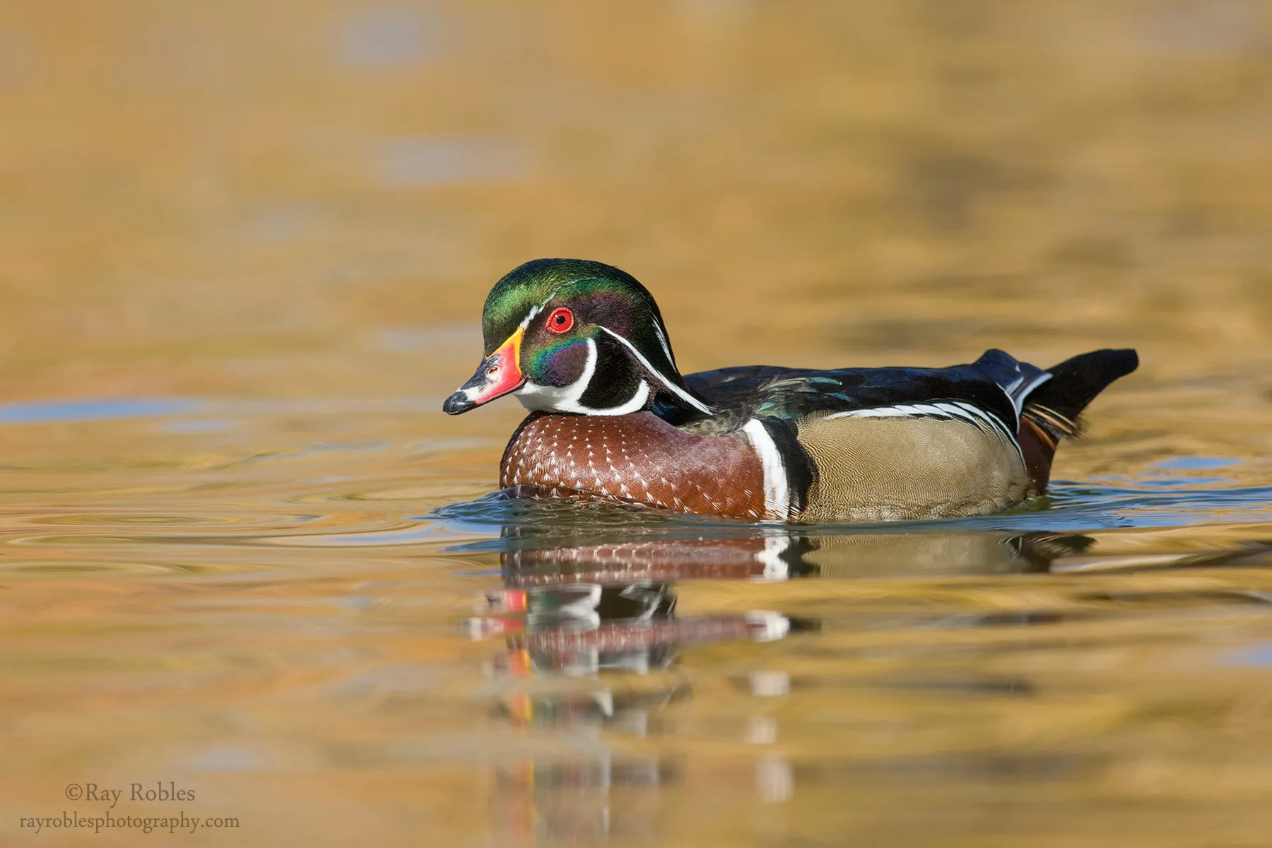 Wood Duck