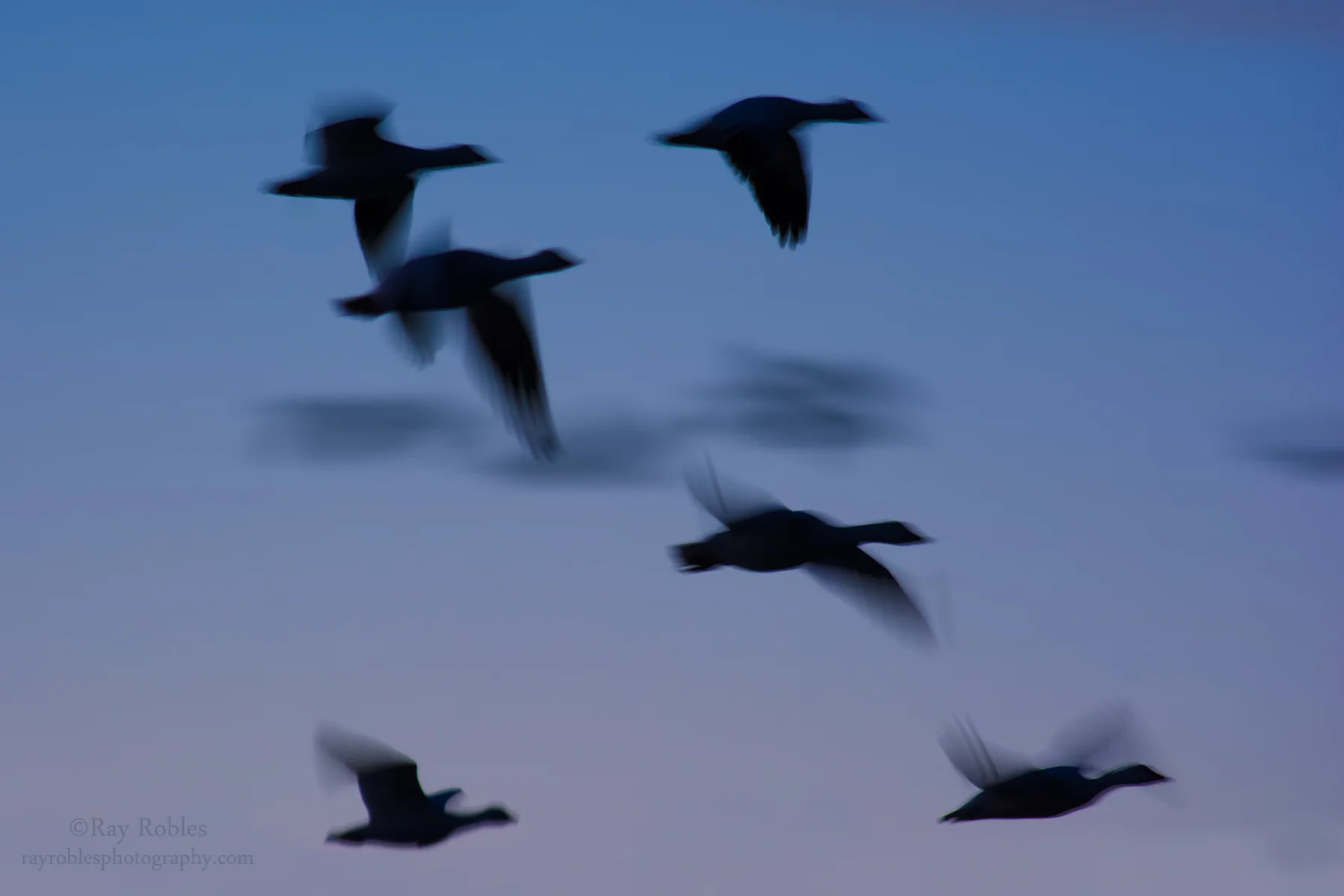Geese Flock