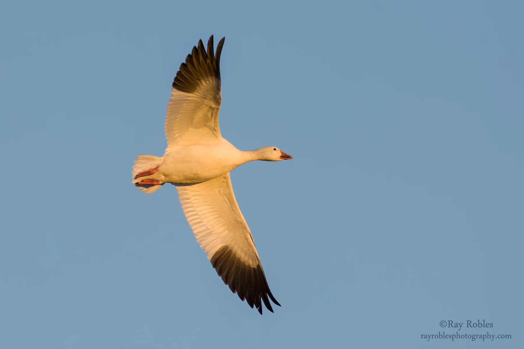 Snow Goose