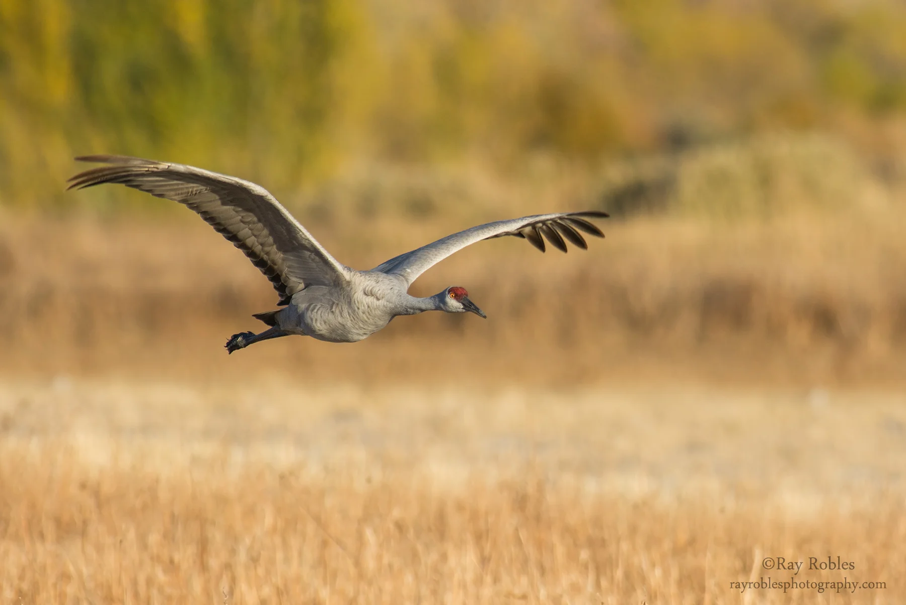Sandhill Crane