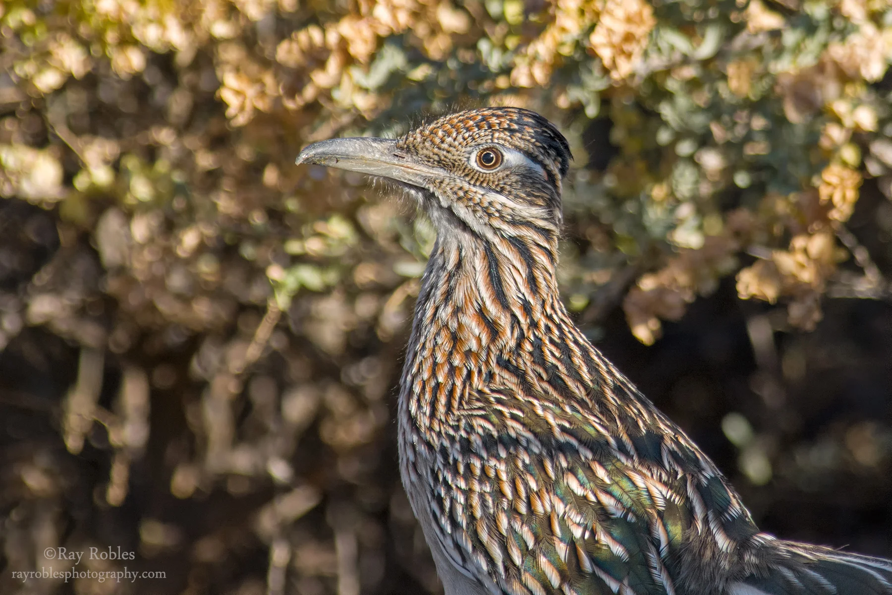 Greater Roadrunner