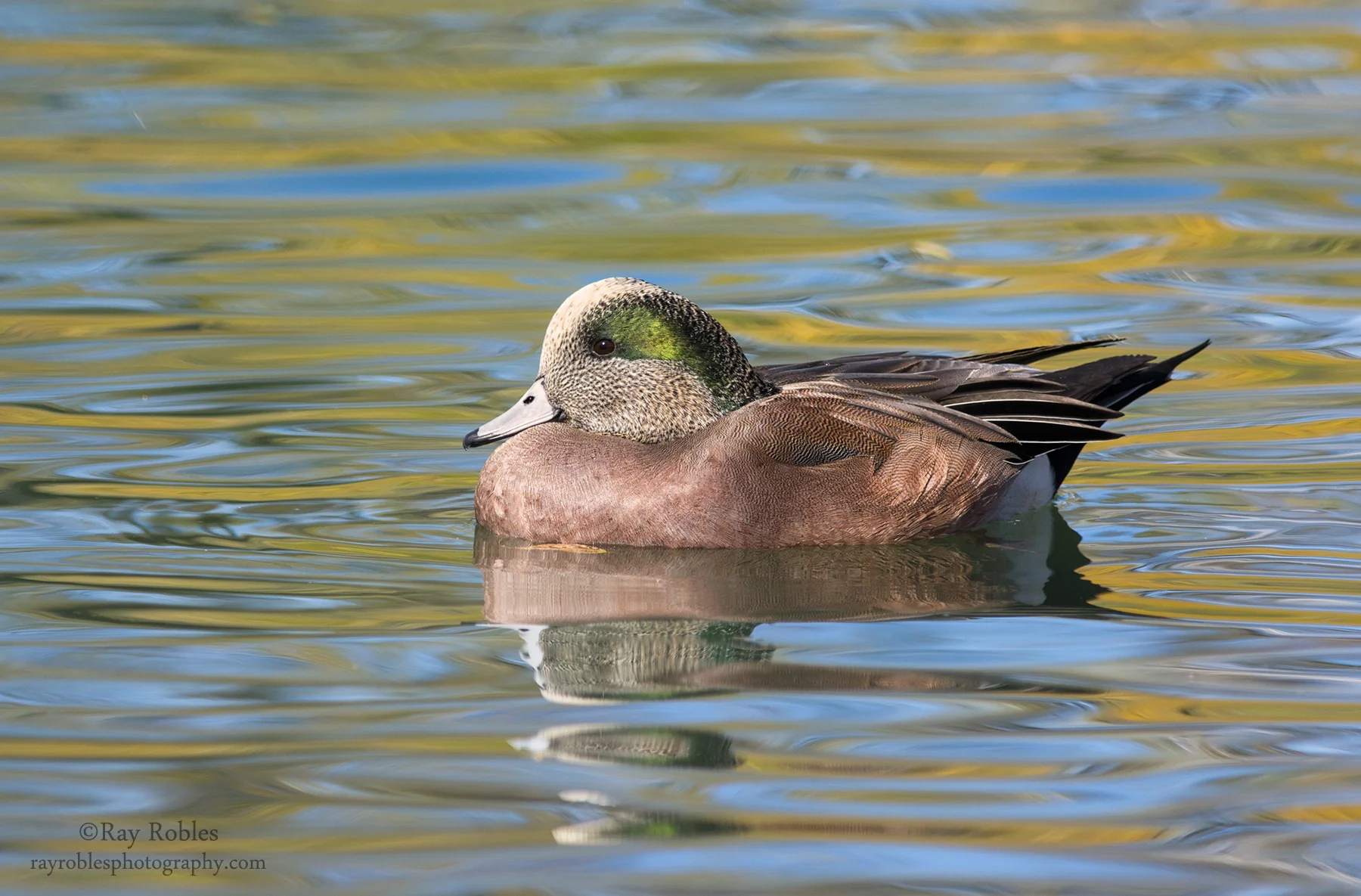 American Wigeon