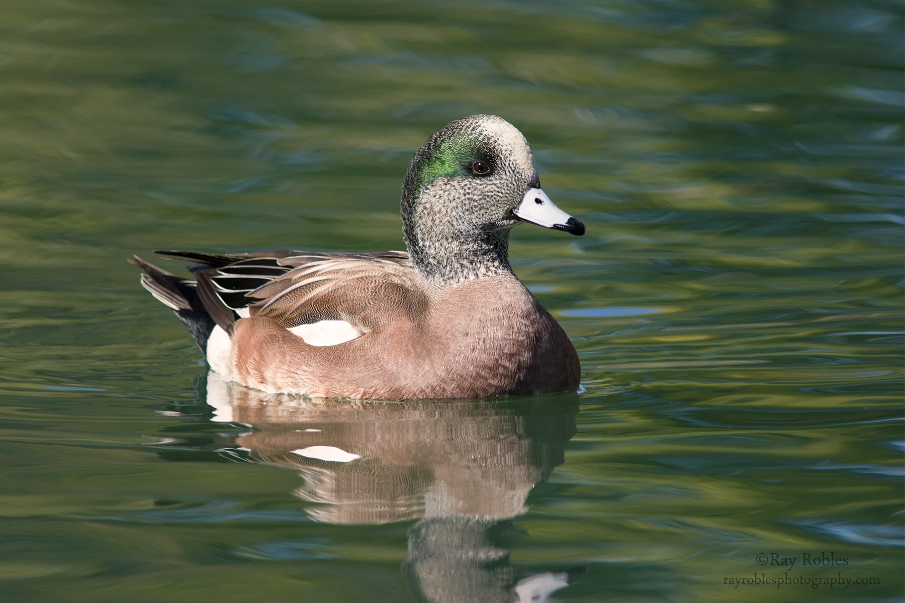 American Wigeon