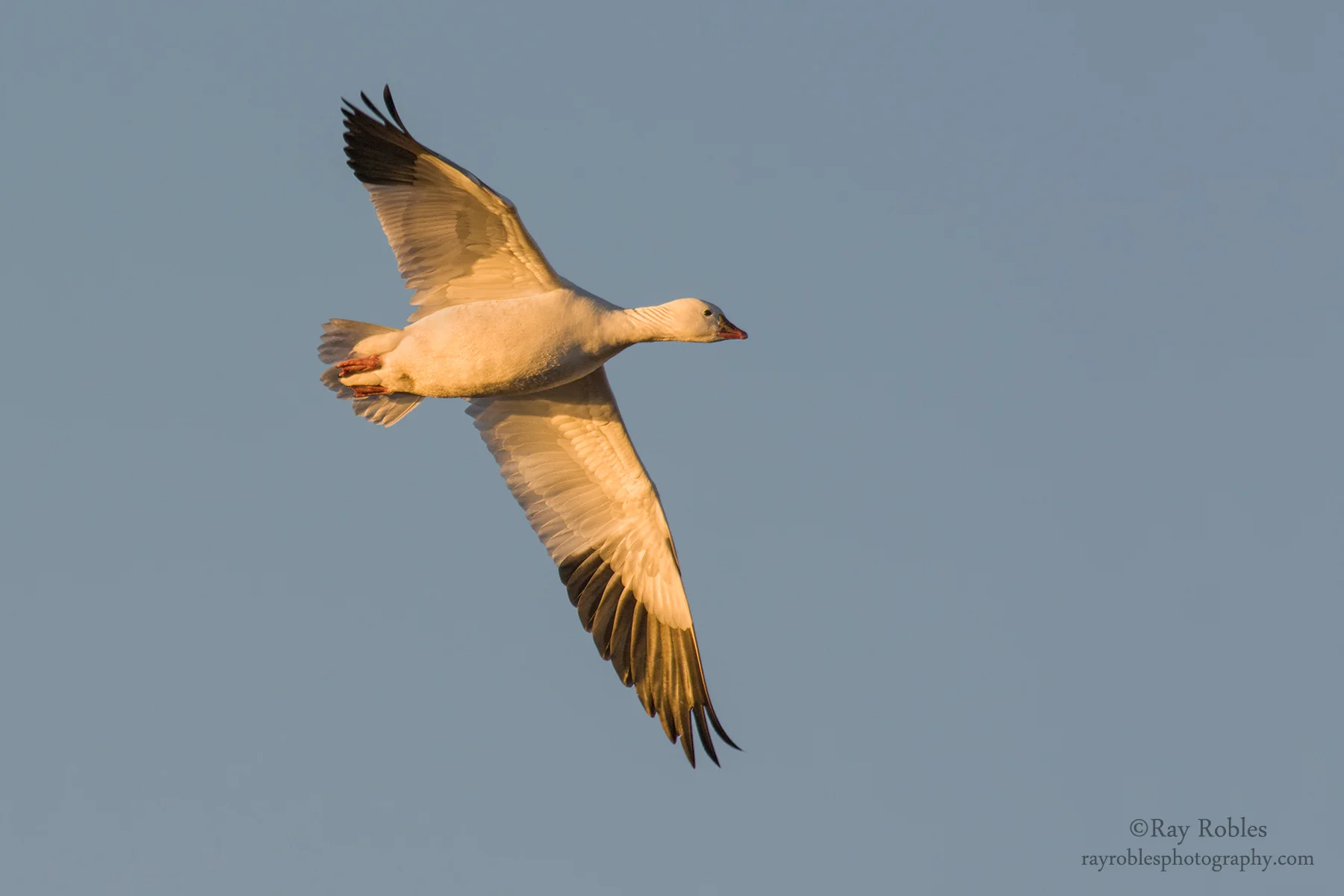 Ross's Goose