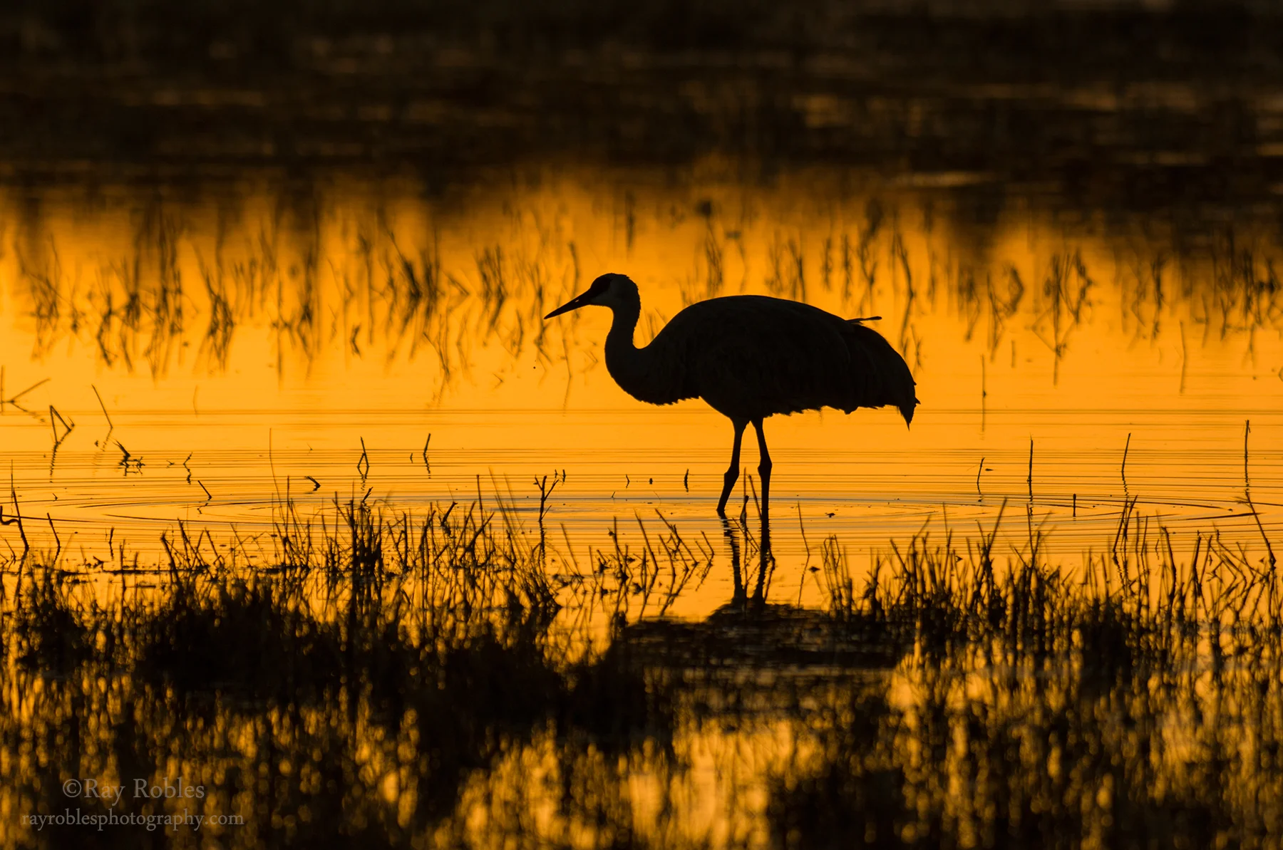 Sandhill Crane