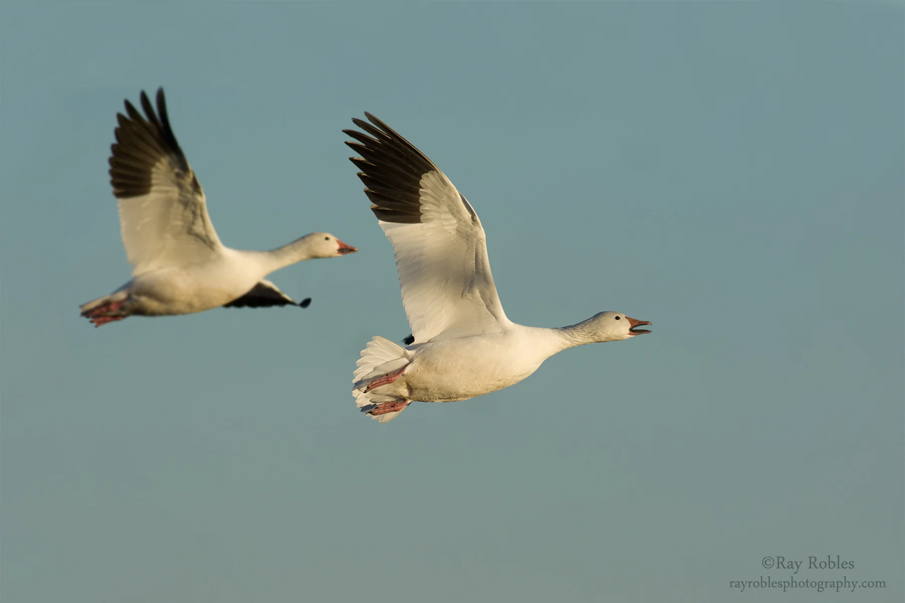 Snow Goose