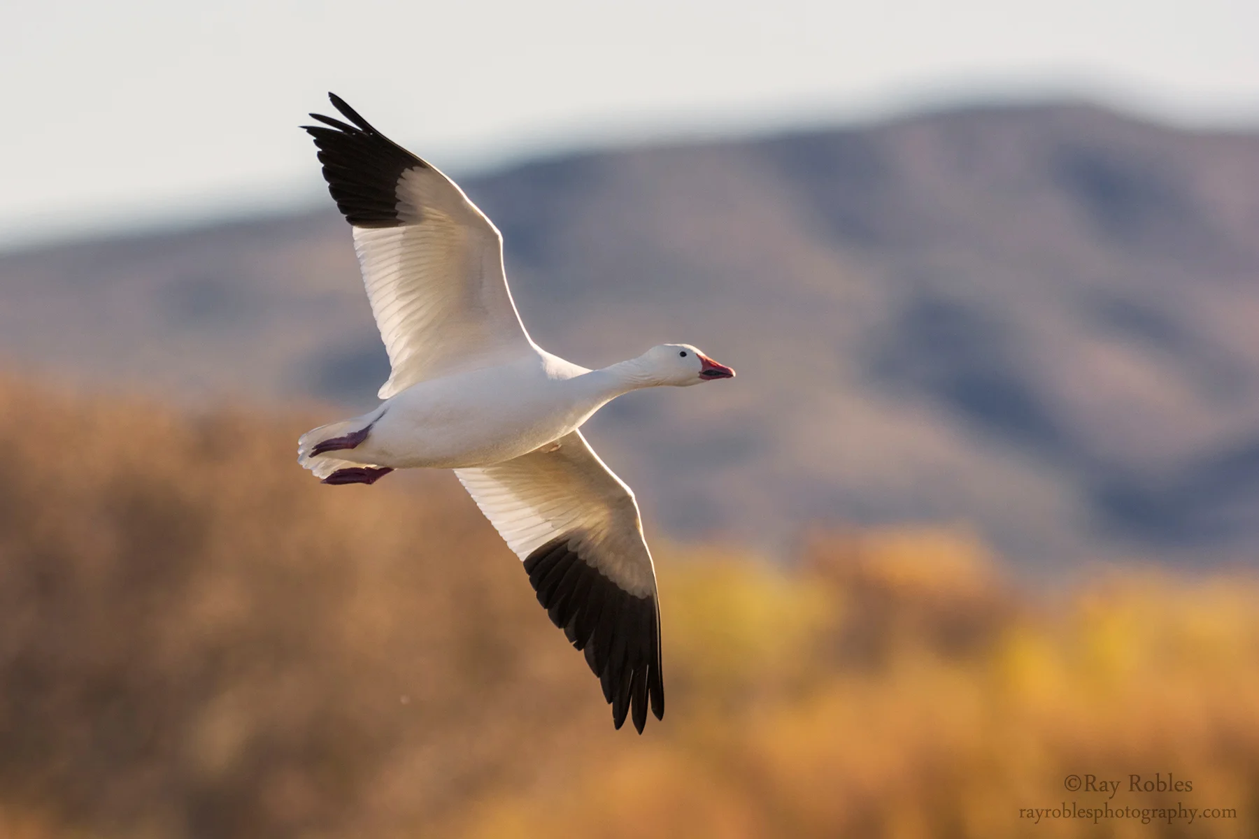 Snow Goose (4).jpg