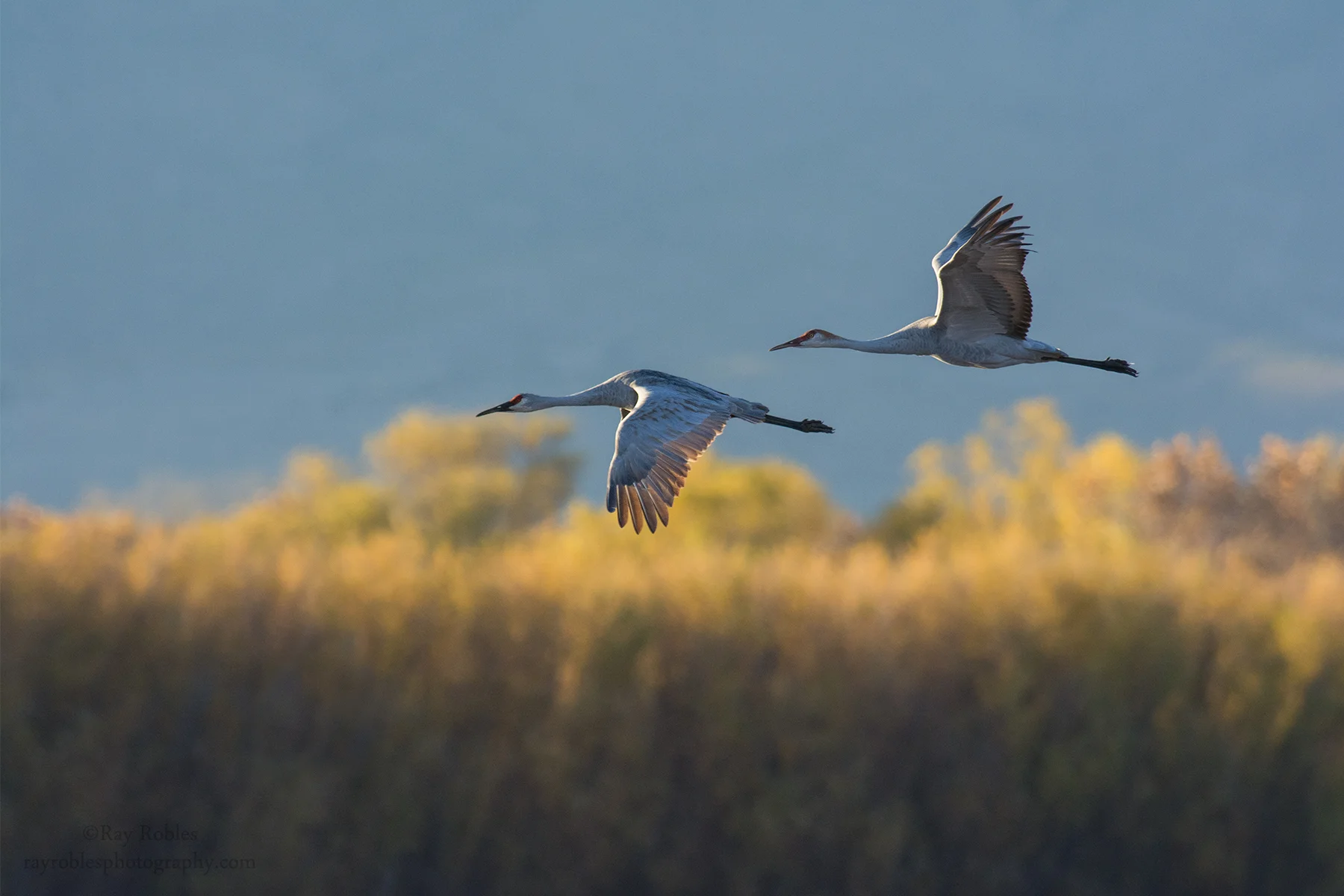 Sandhill Crane