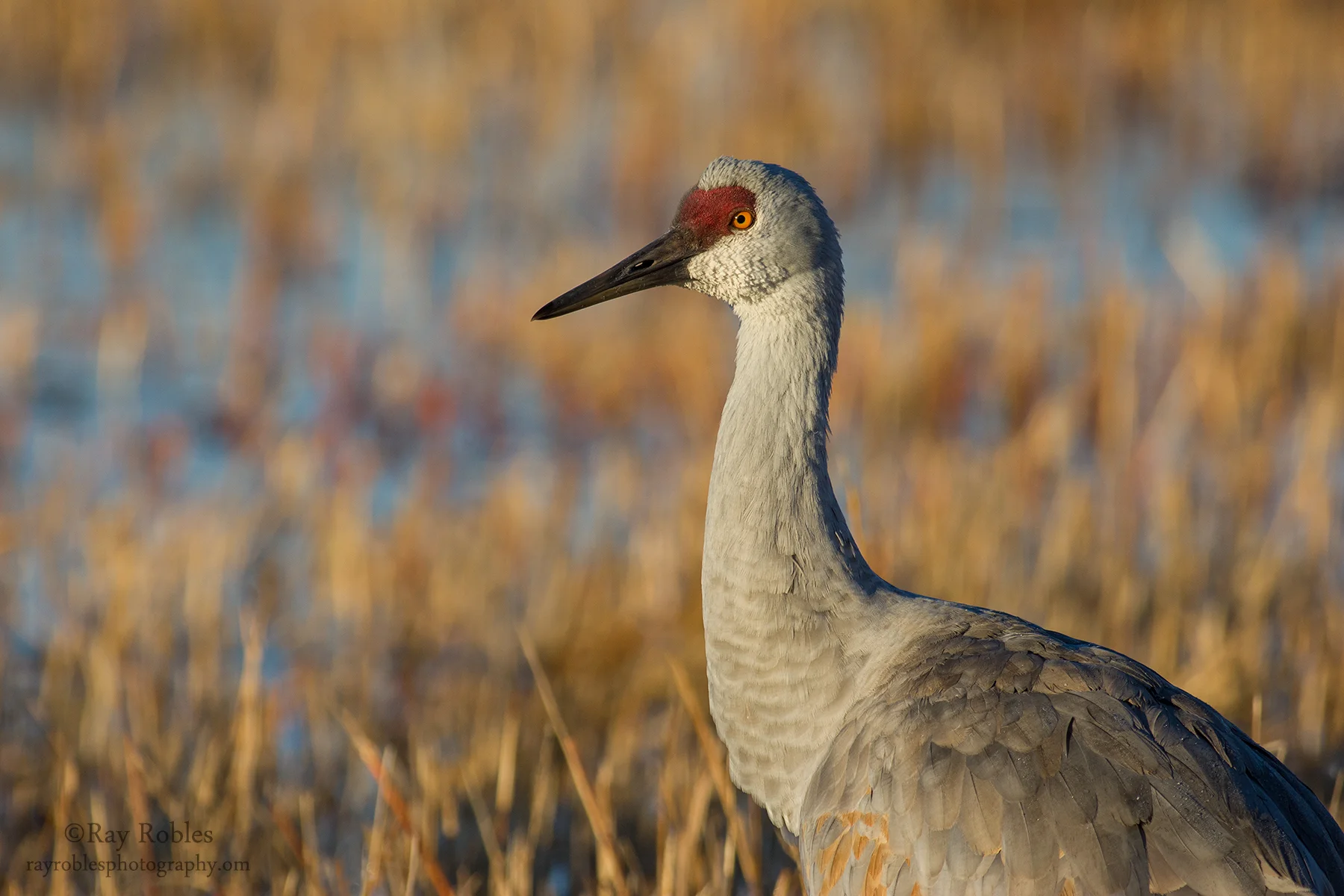 Sandhill Crane
