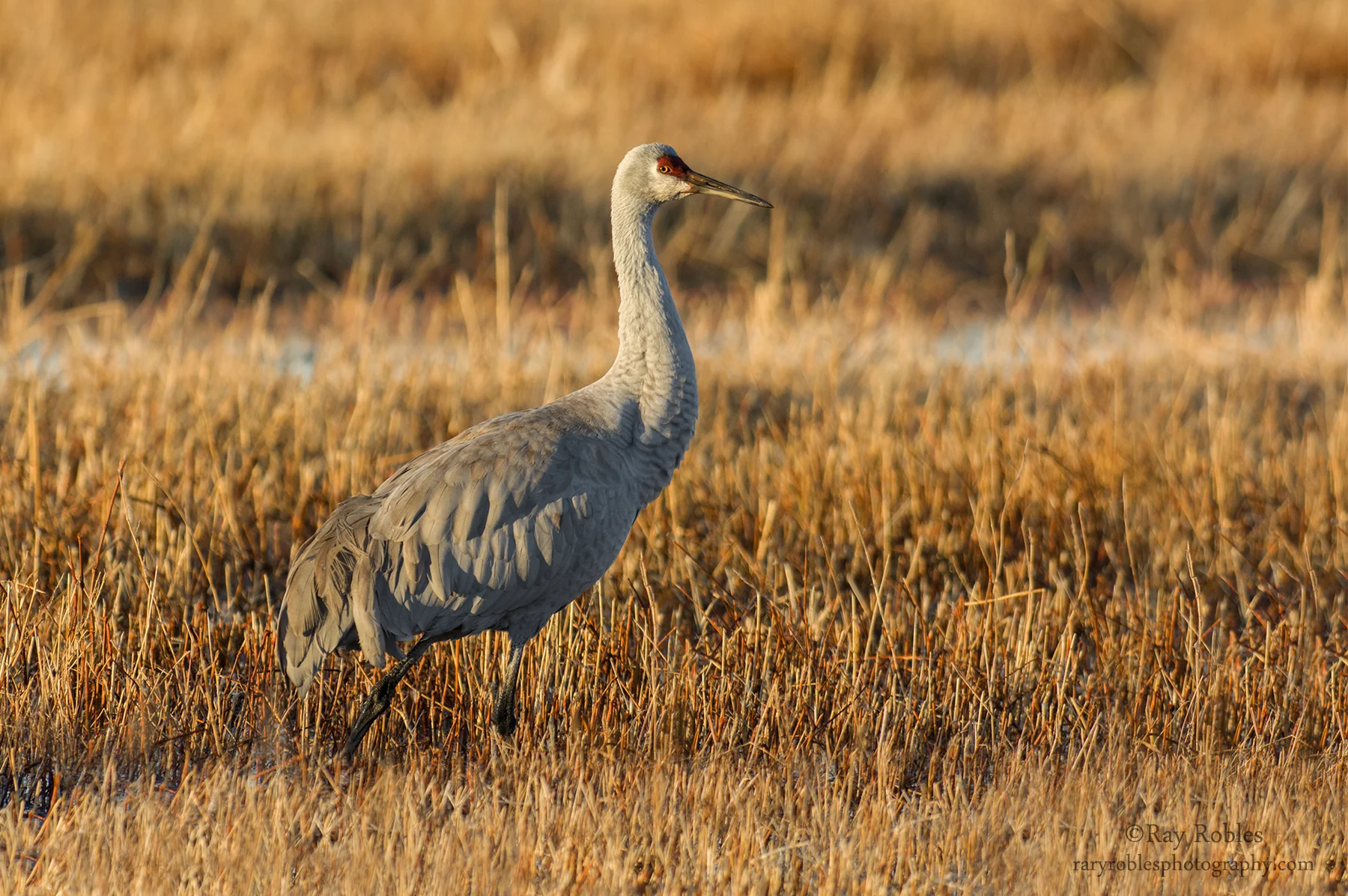 Sandhill Crane