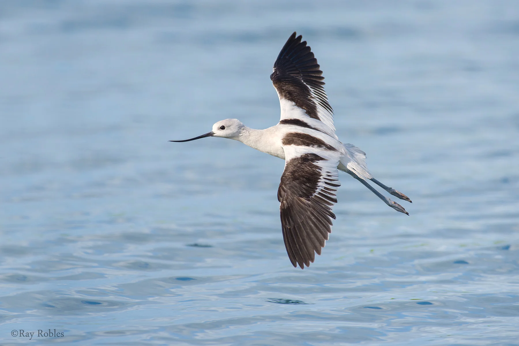 American Avocet