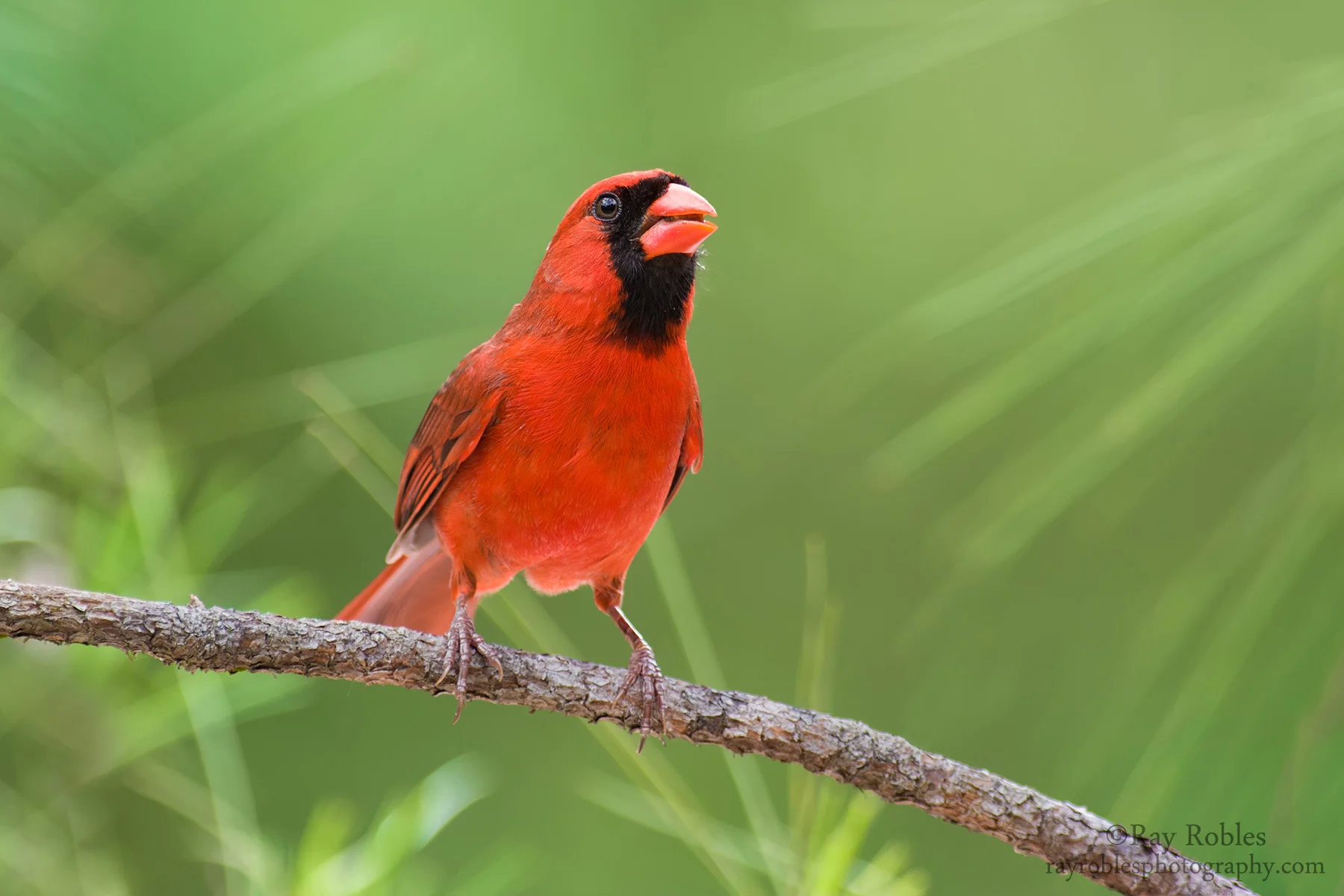 Northern Cardinal