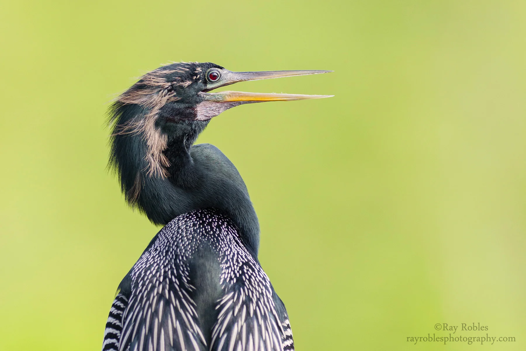 Anhinga