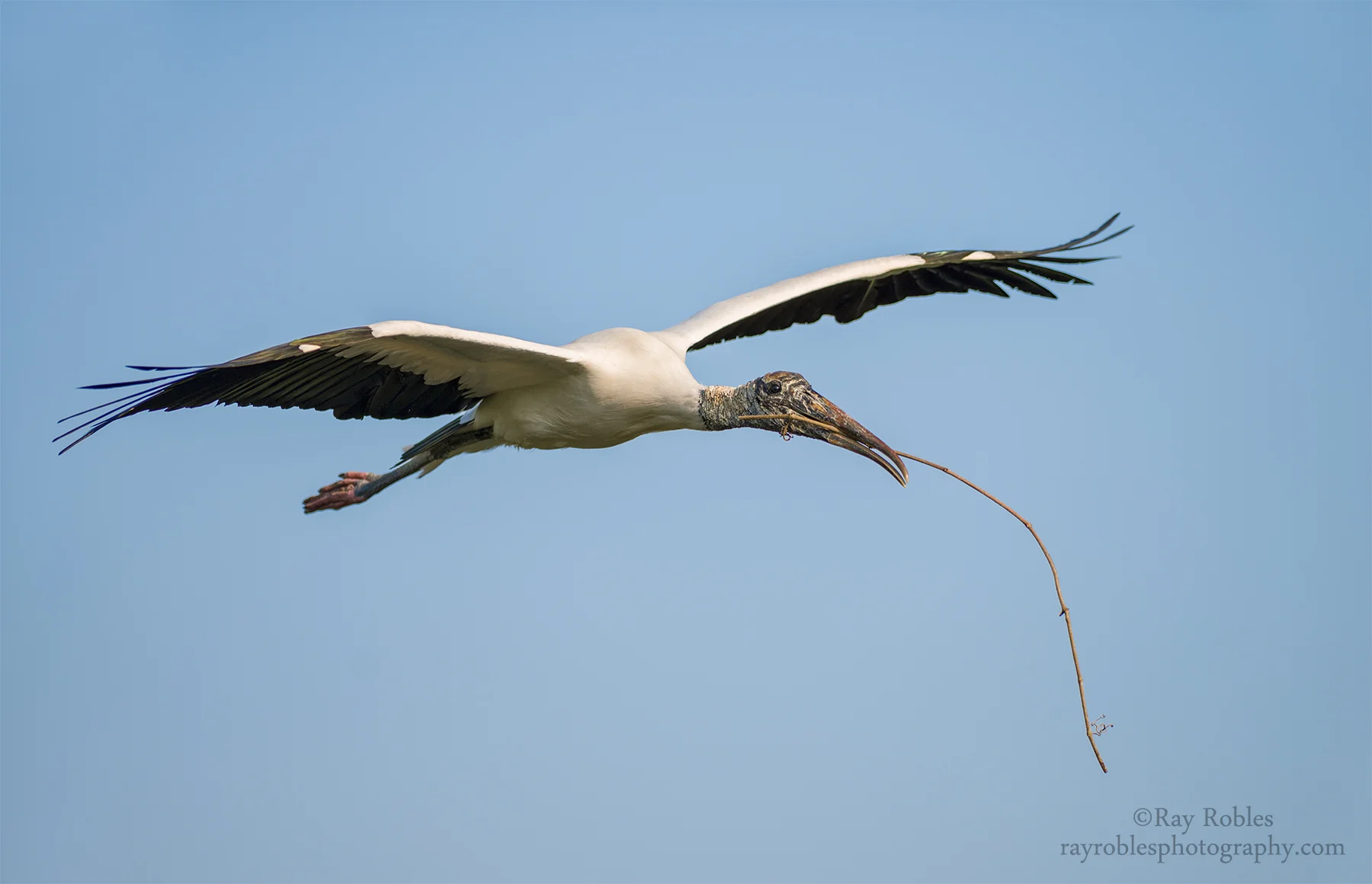 Wood Stork