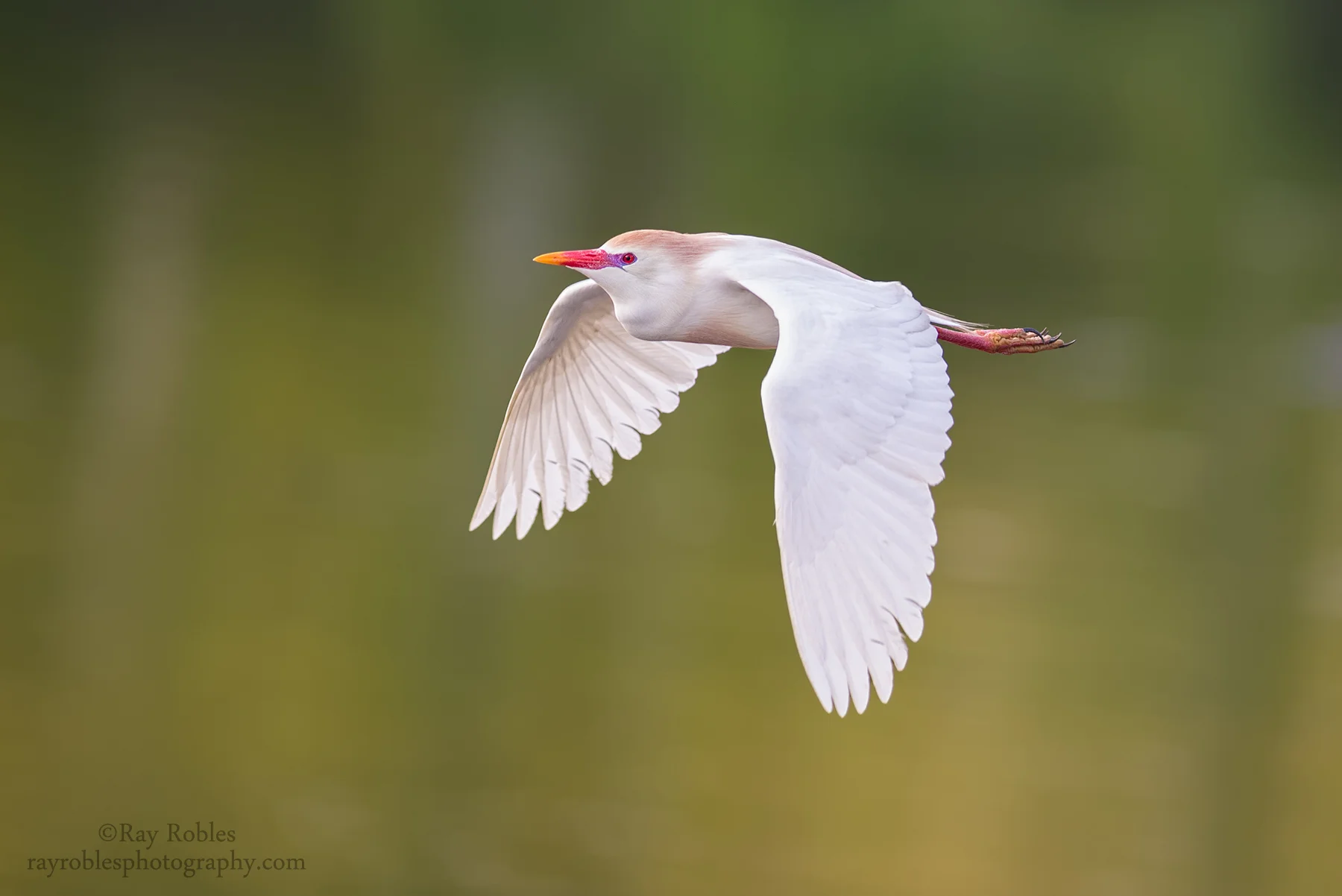 Cattle Egret