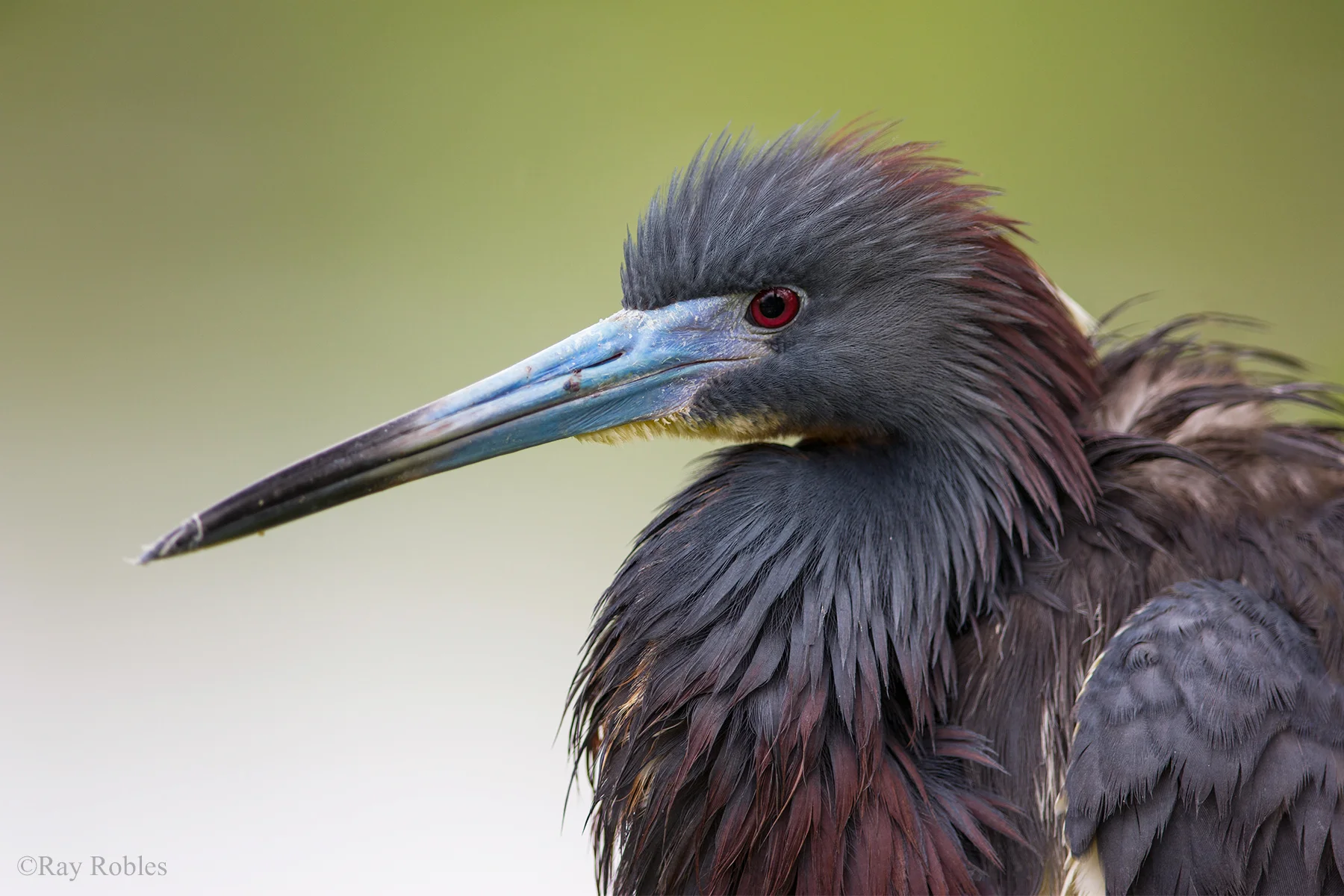Tri-colored Heron