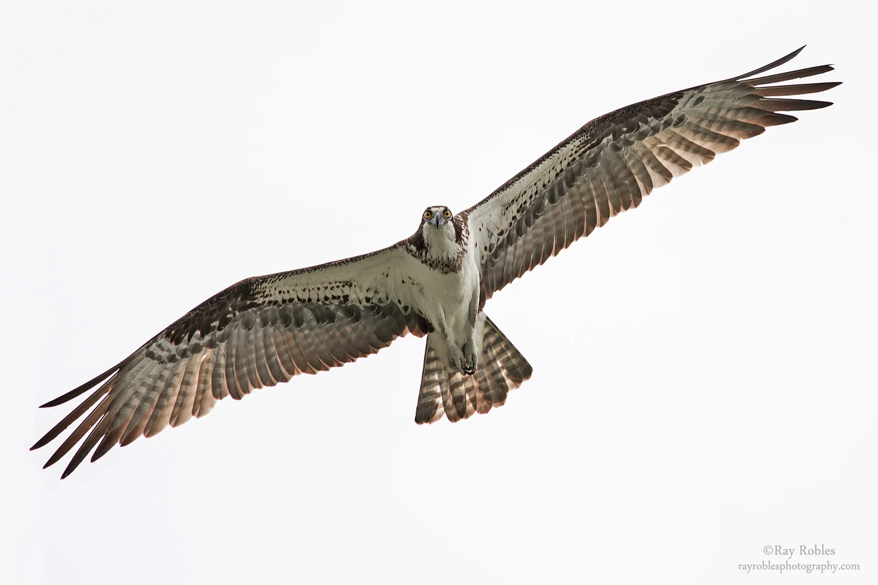 Osprey