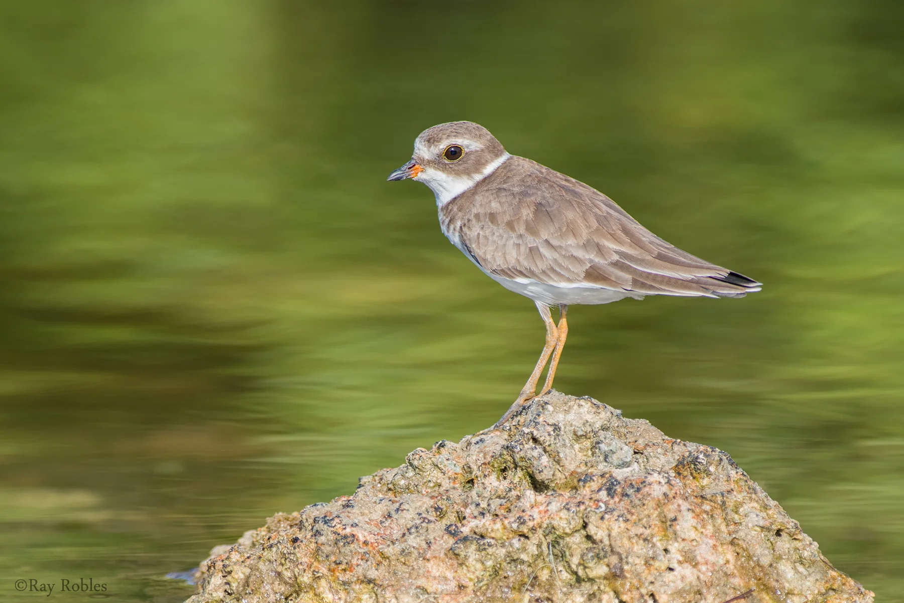 Semipalmated Plover (5).jpg