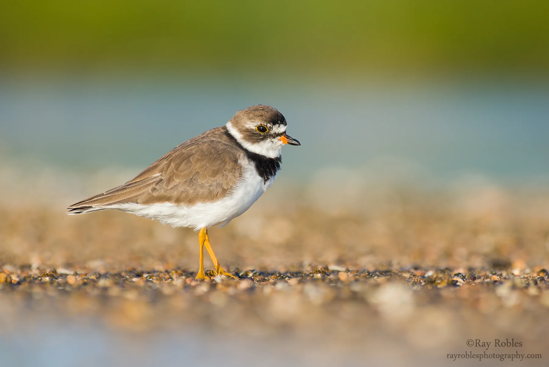 Semipalmated Plover (9).jpg