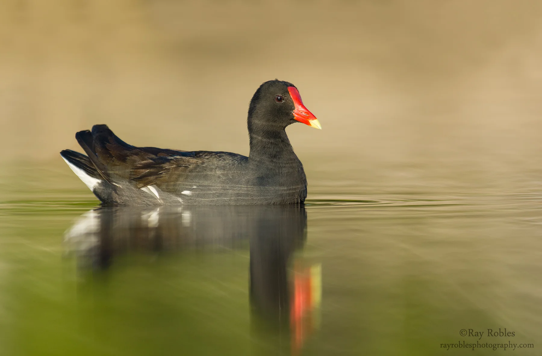 Common Gallinule (3).jpg