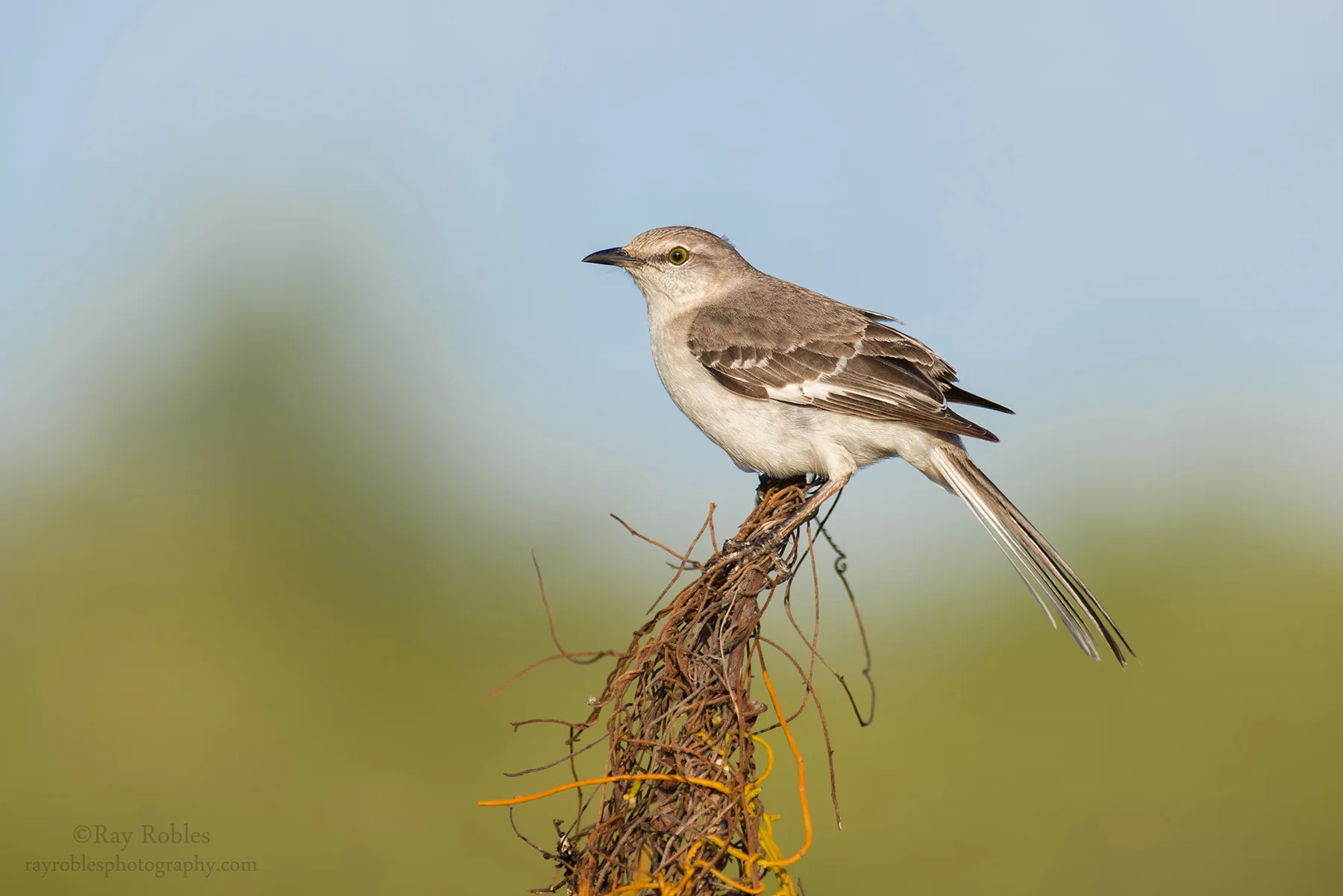 Northern Mockingbird (5).jpg