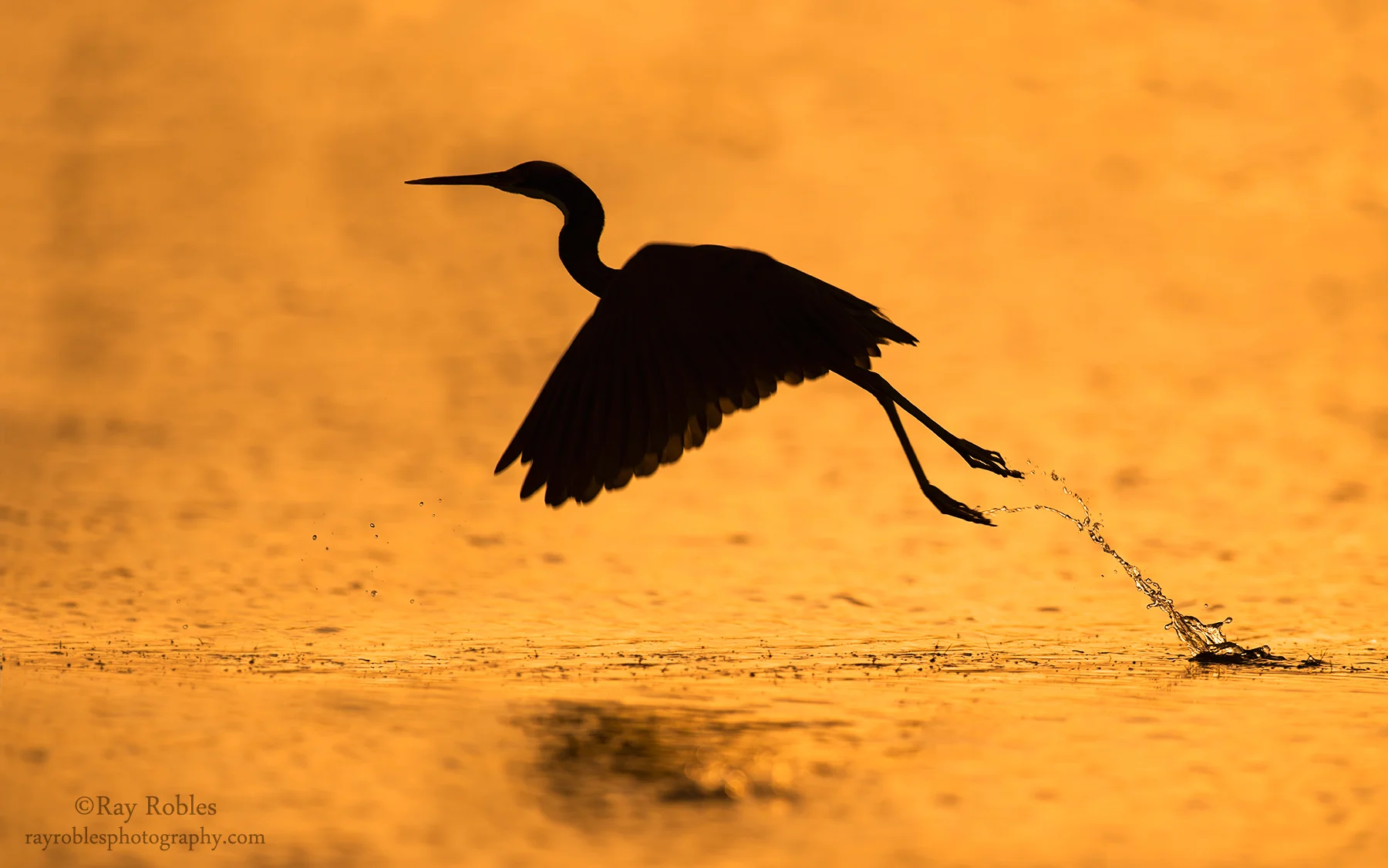Tricolored Heron (8).jpg