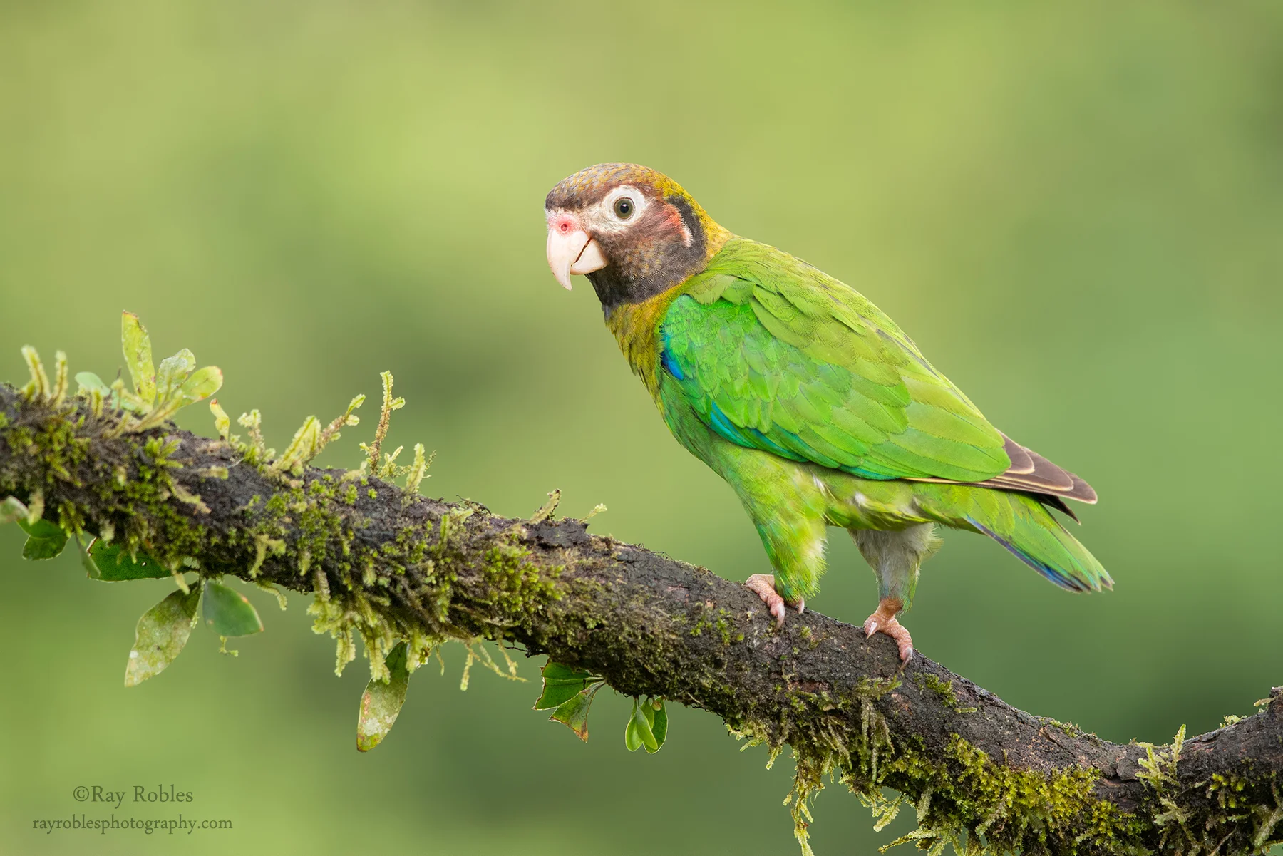 Brown-hooded Parrot