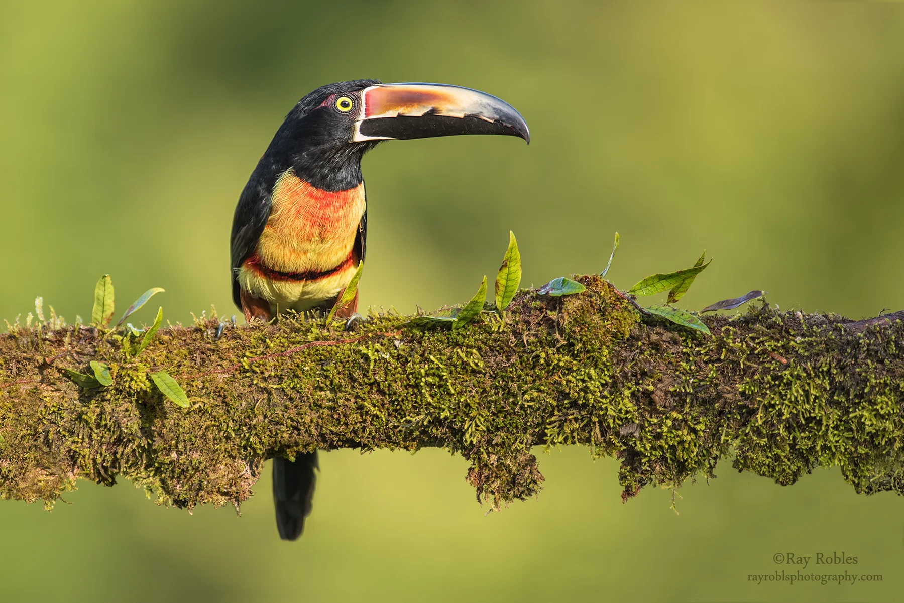Collared Aracari